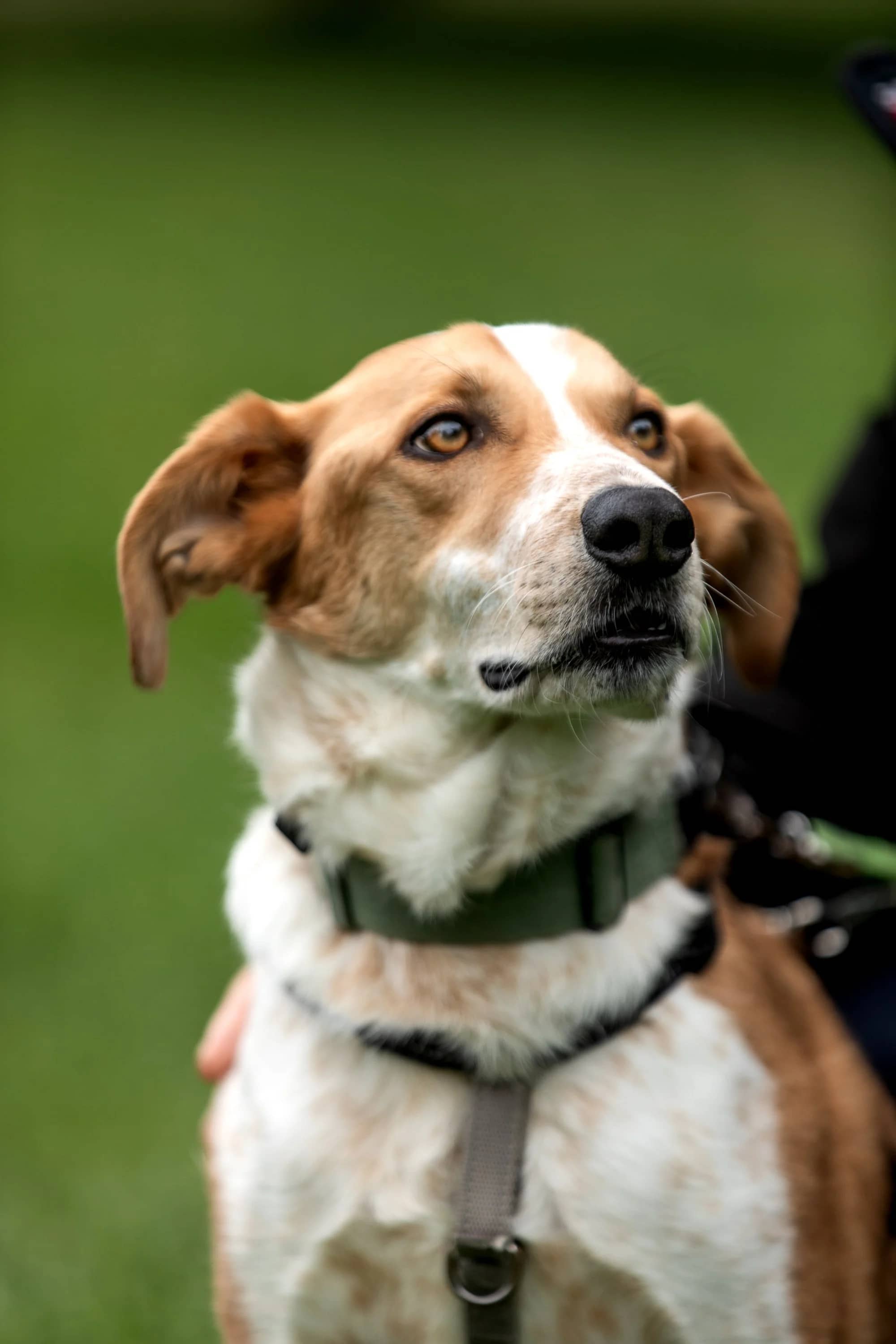 Dexter - Australian Cattle Dog Mix available for adoption