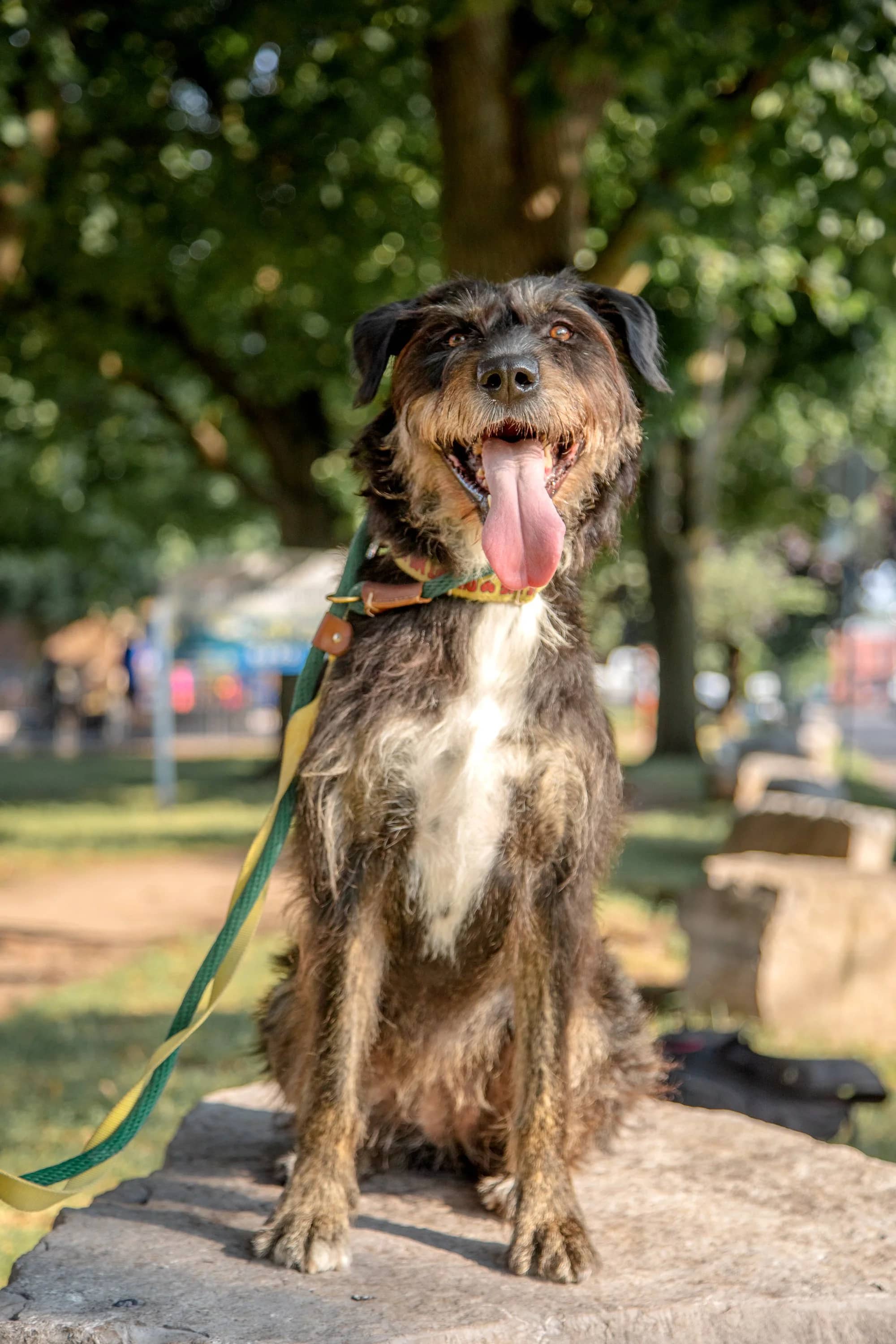 Kika - Terrier Mix available for adoption