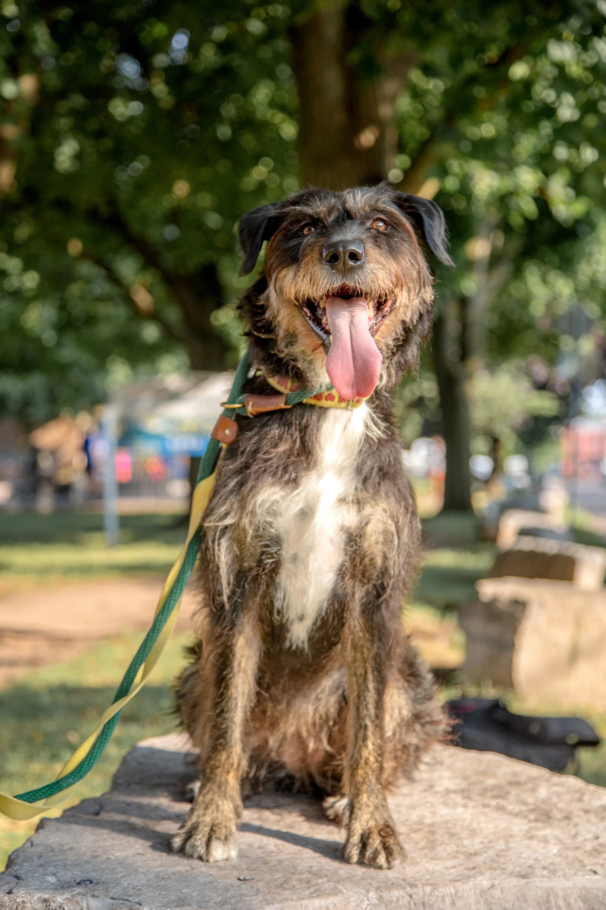 Kika - Terrier Mix available for adoption in Calgary