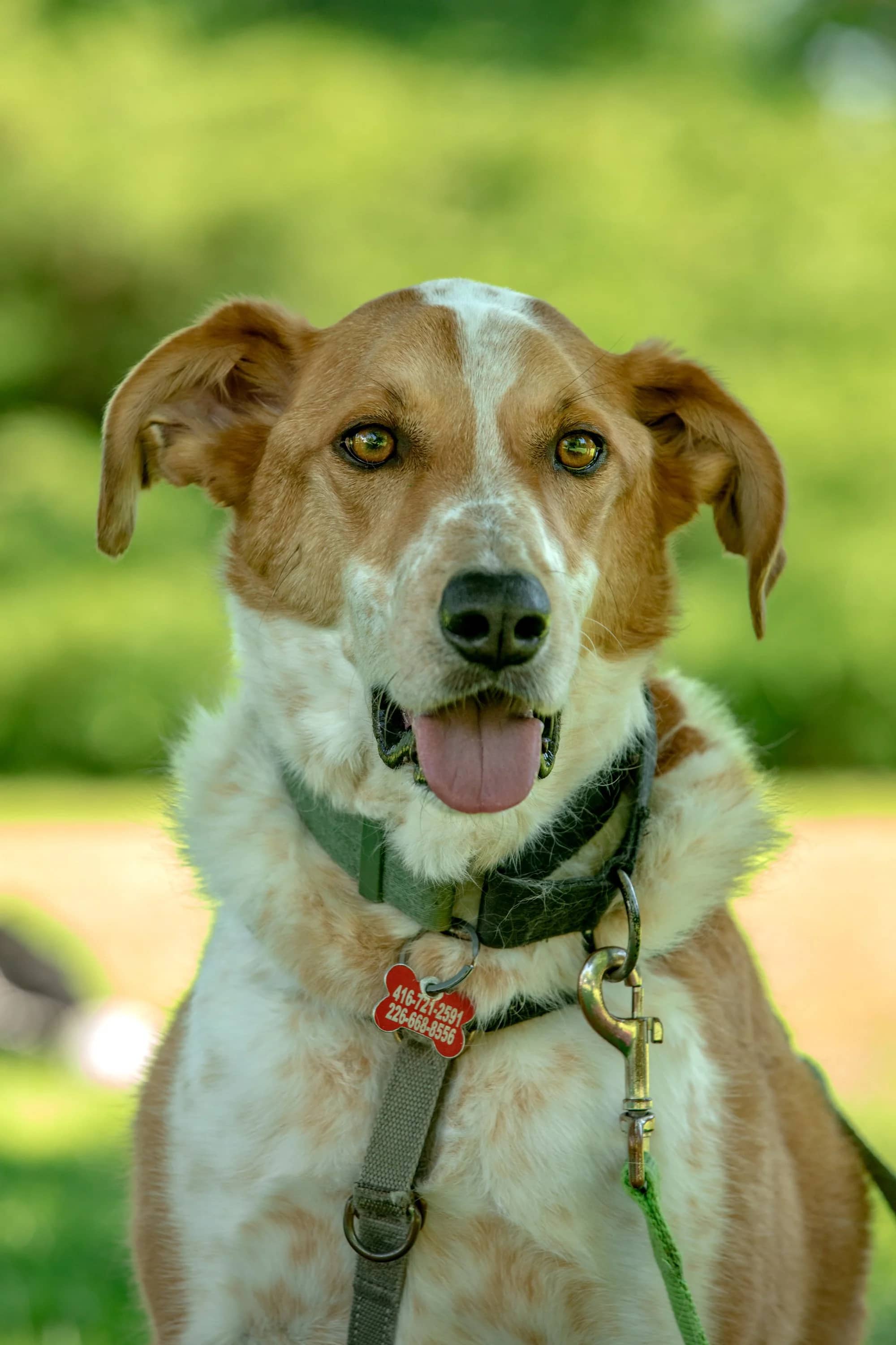 Dexter - Australian Cattle Dog Mix available for adoption