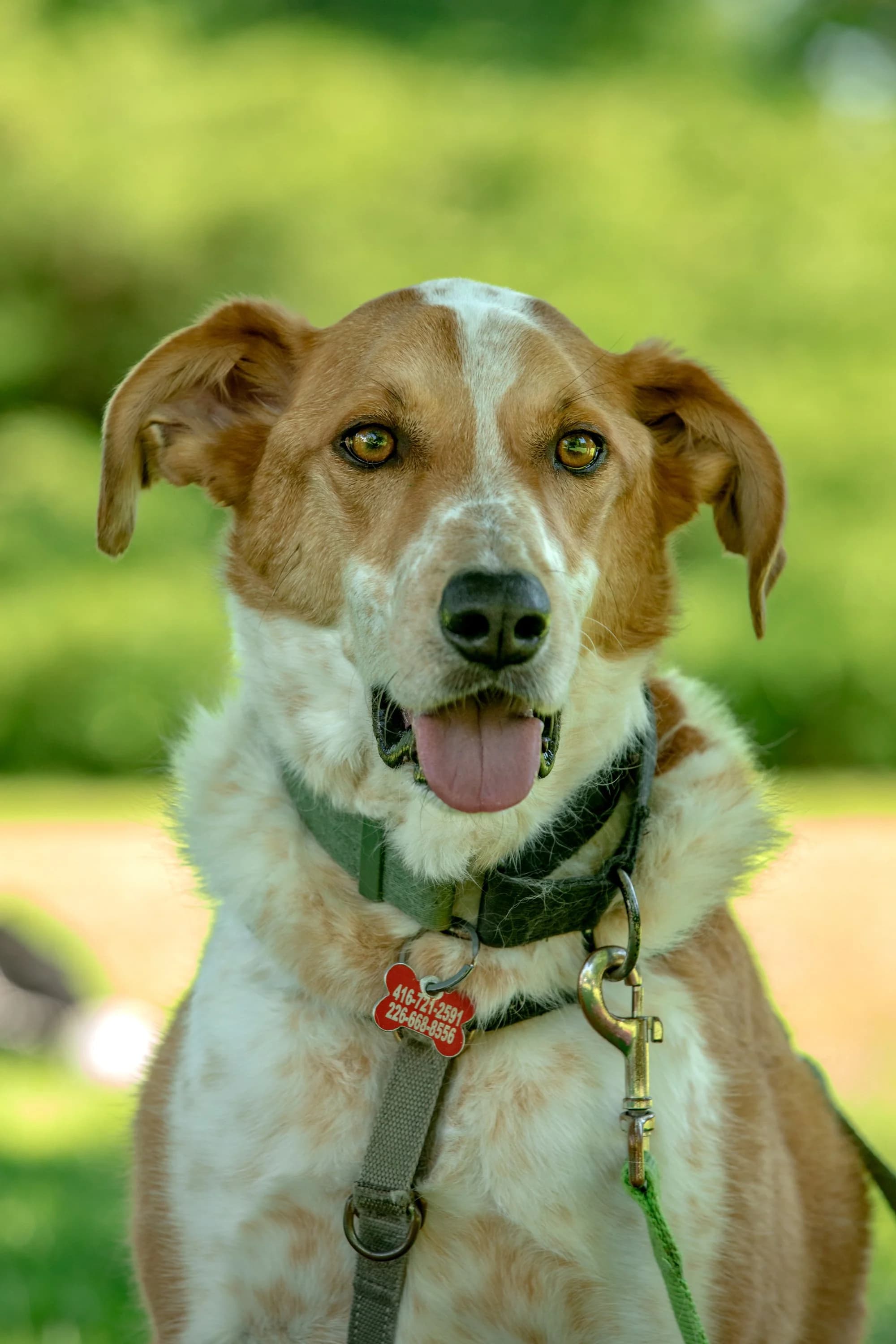 Dexter - Australian Cattle Dog Mix available for adoption in Calgary