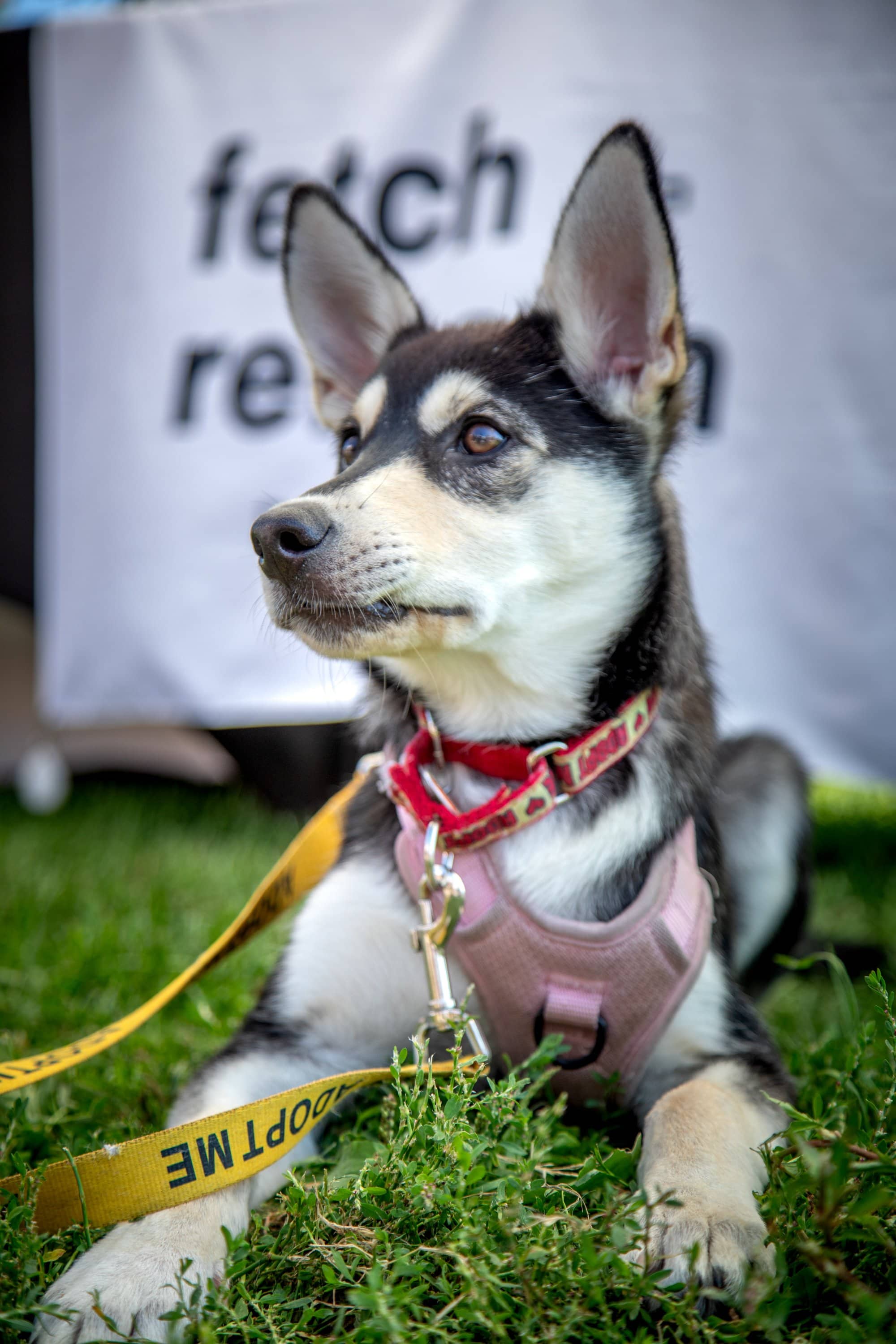 Wren - Husky Mix available for adoption in Ontario