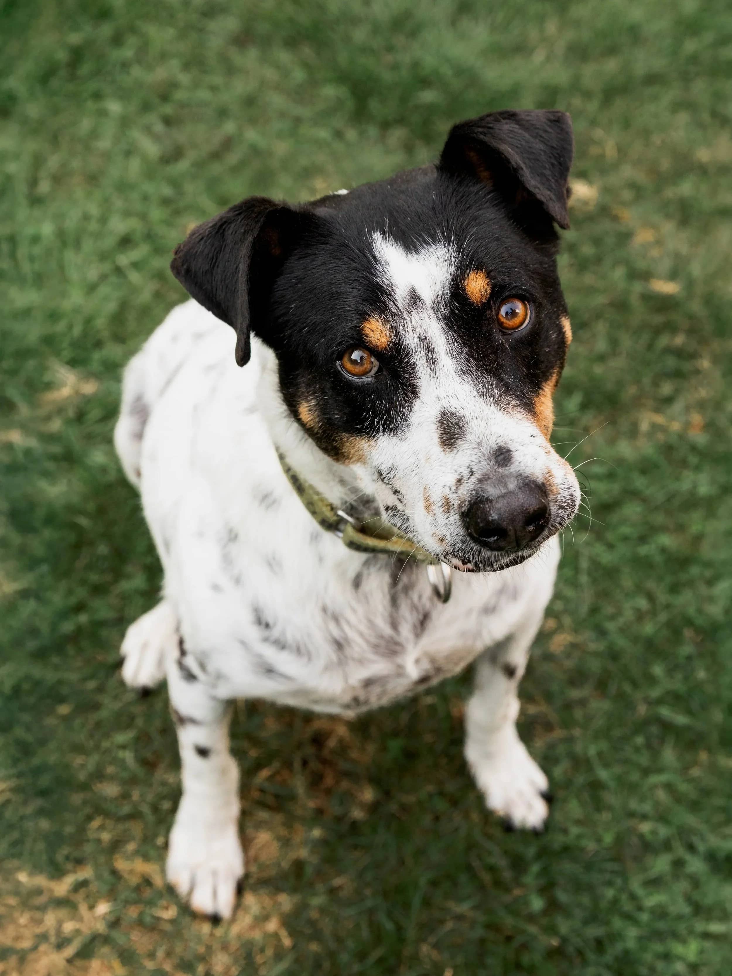 Kiko - Mixed Breed available for adoption in Calgary
