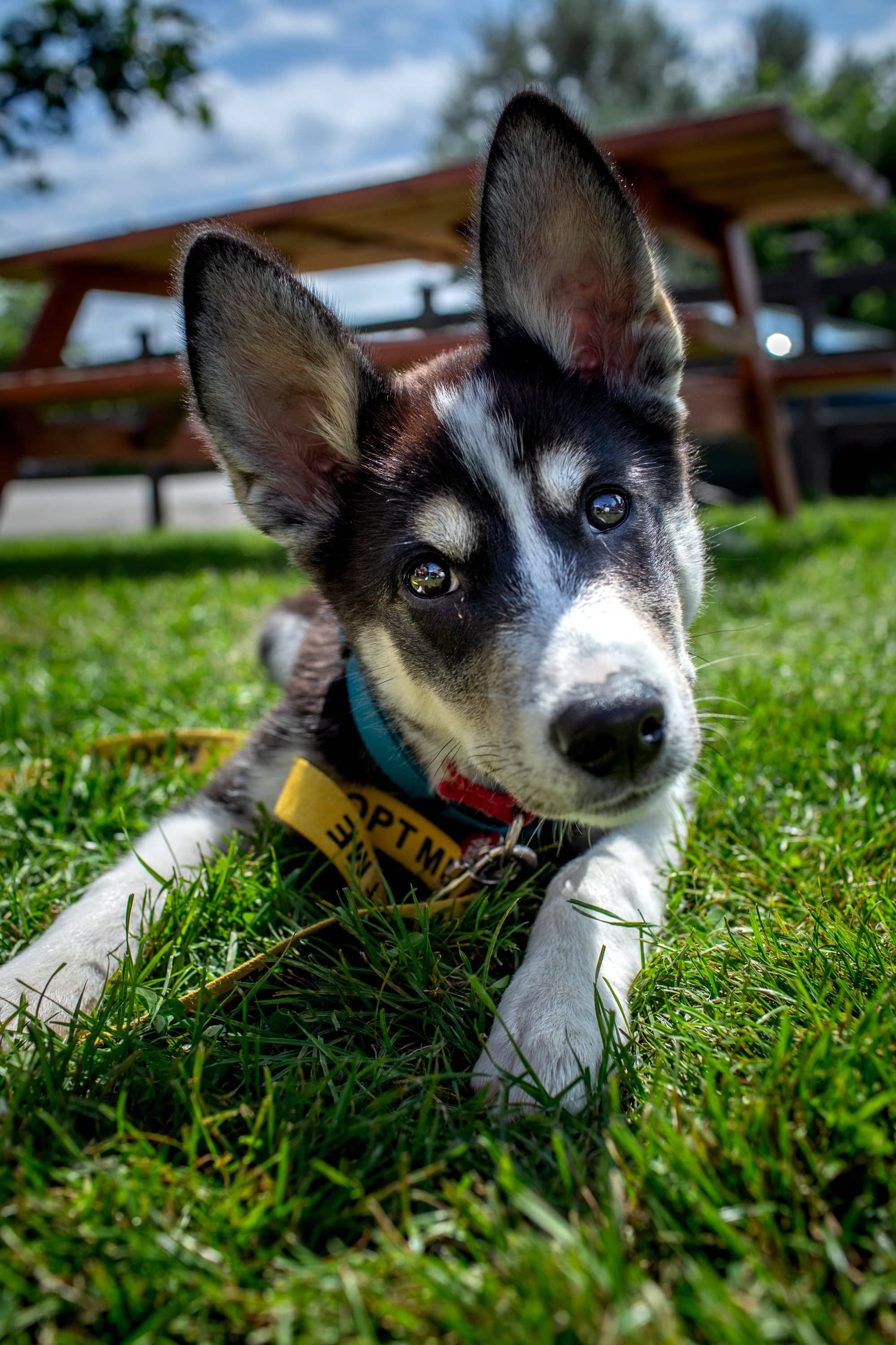 Lottie - Husky Mix available for adoption in Ontario