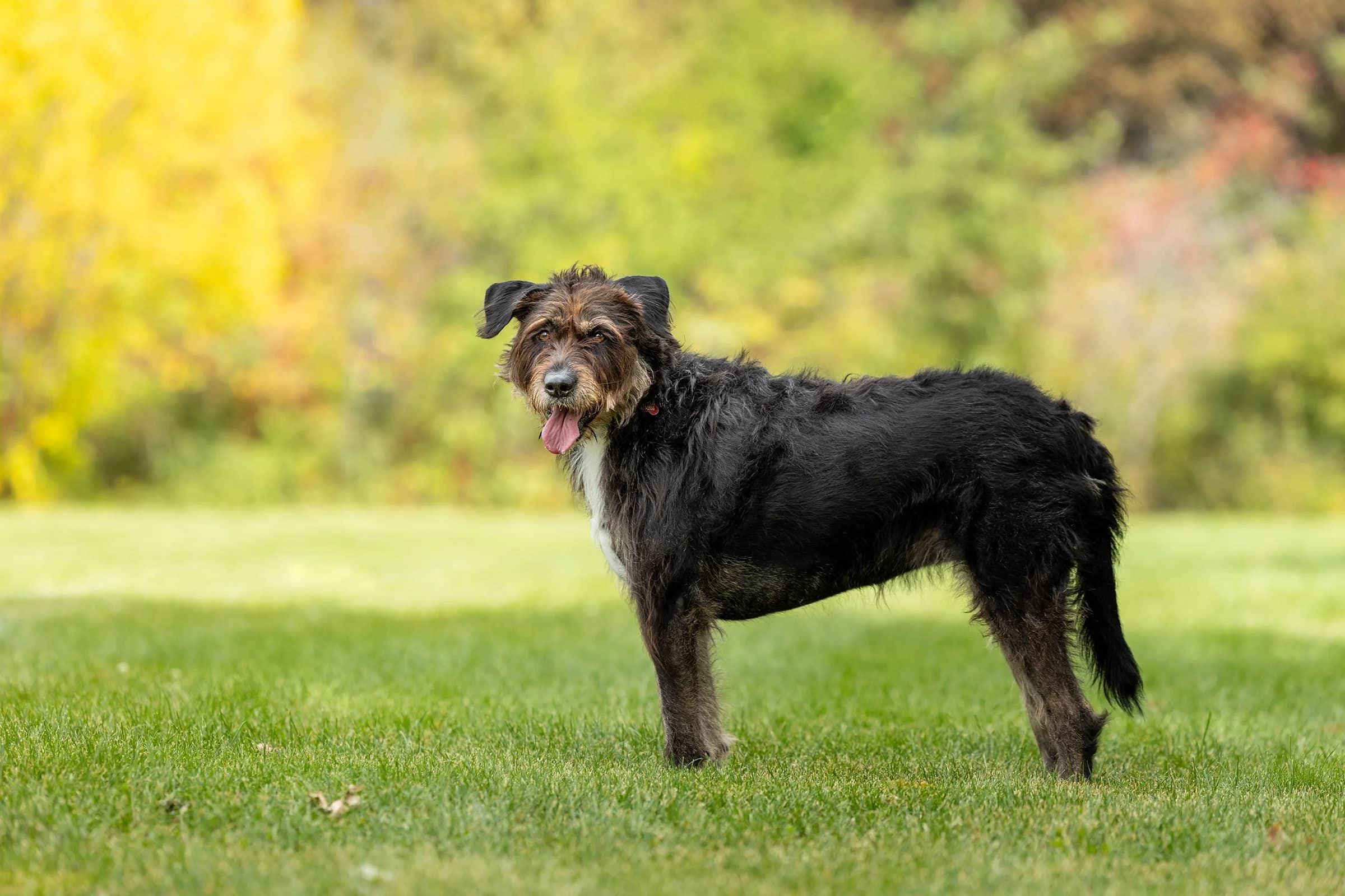 Kika - Terrier Mix available for adoption in Ontario