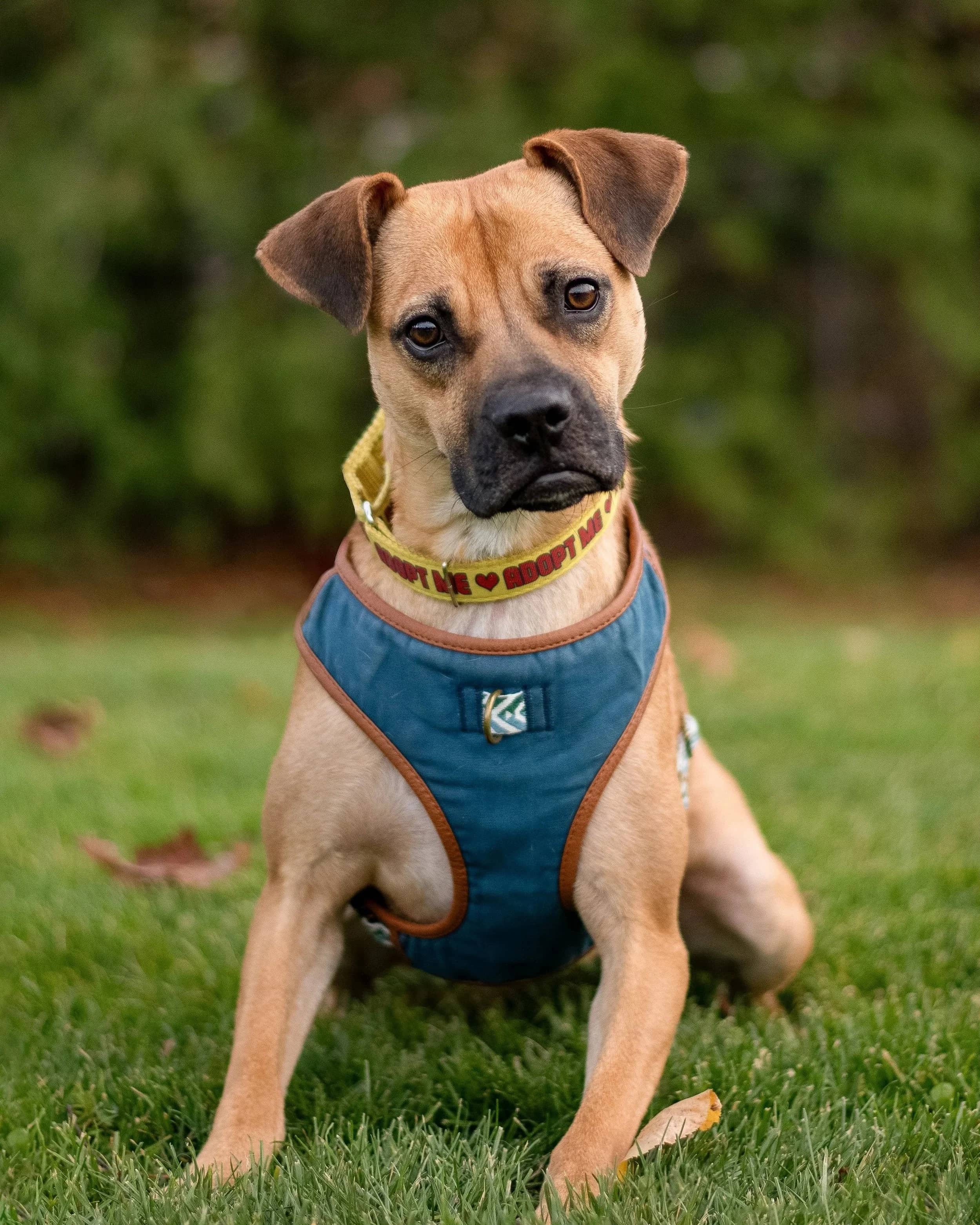 Lua - Boxer Mix available for adoption