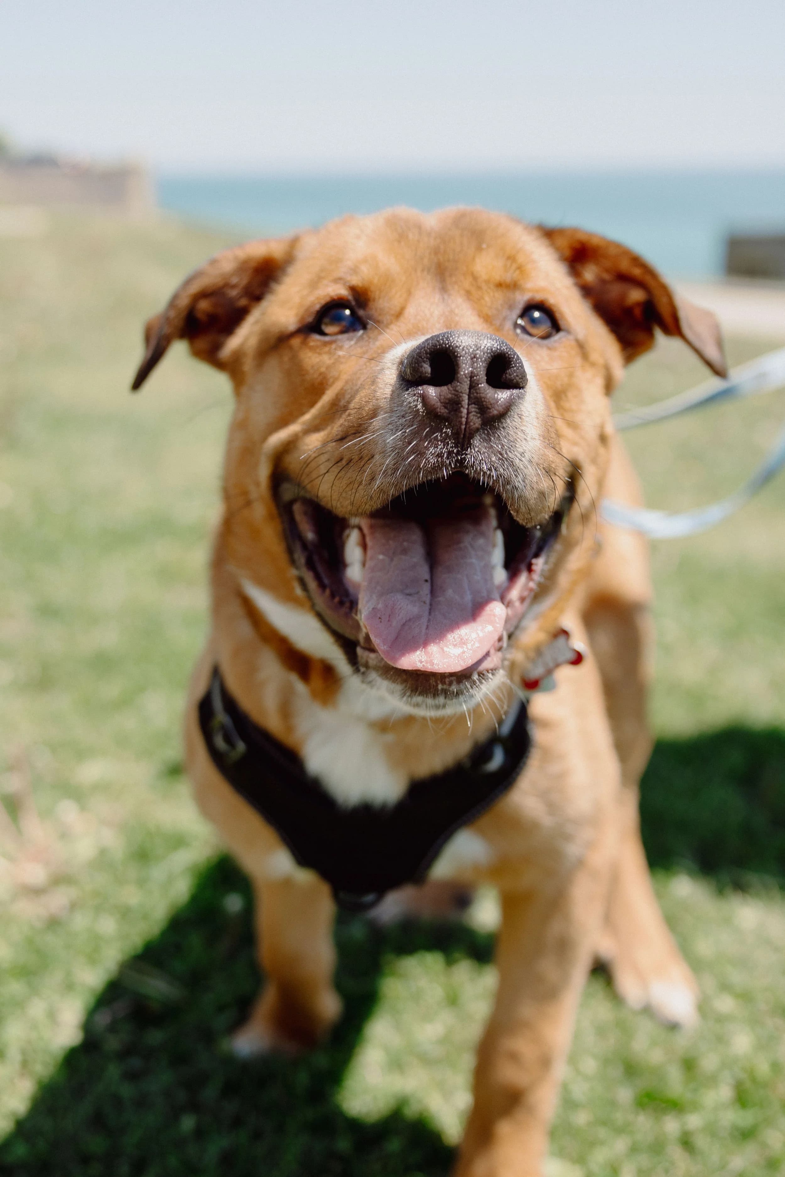 Kyle - Good with Older Kids available for adoption at Fetch + Releash in Toronto