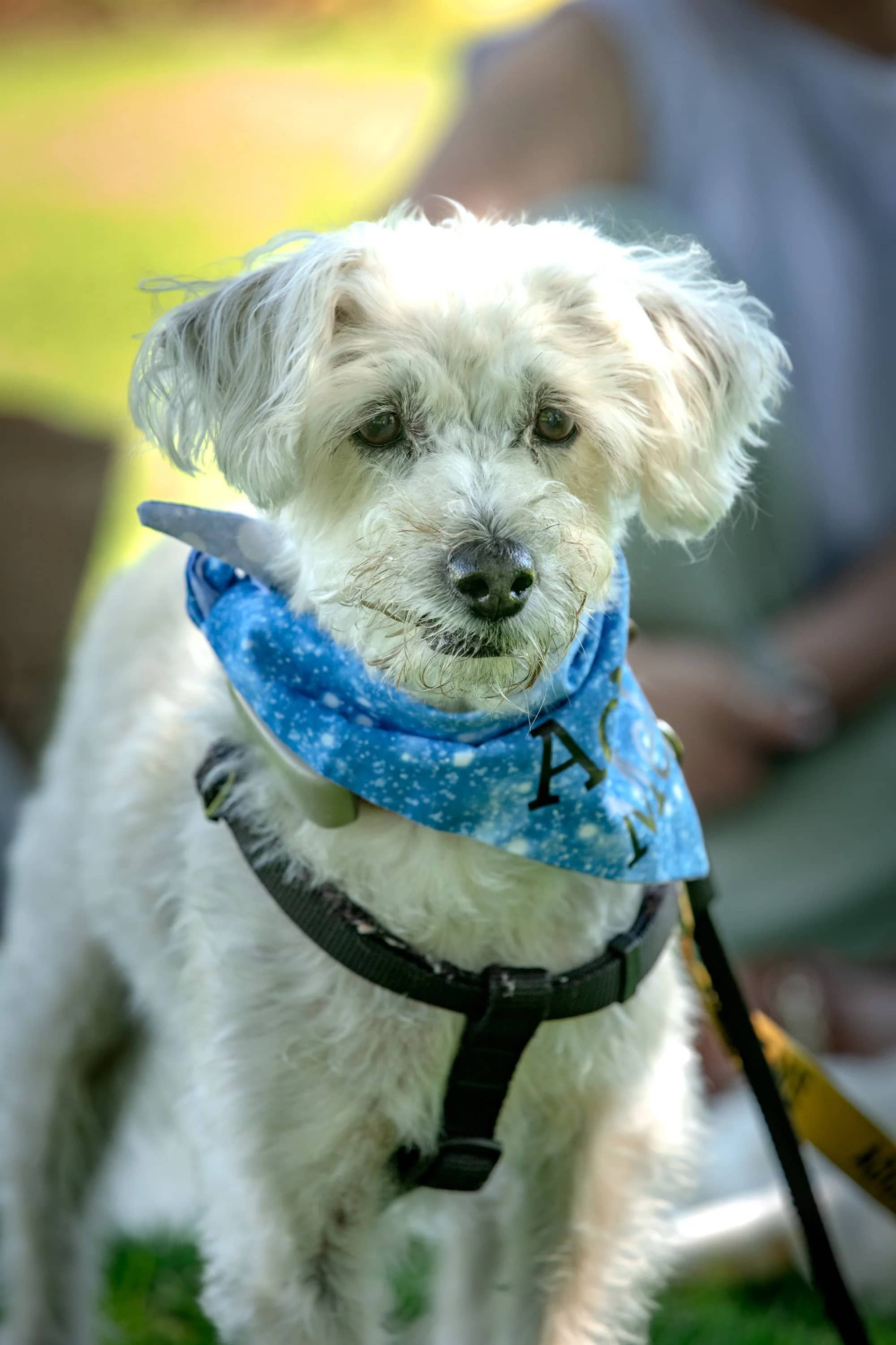 Fredy - Mixed available for adoption