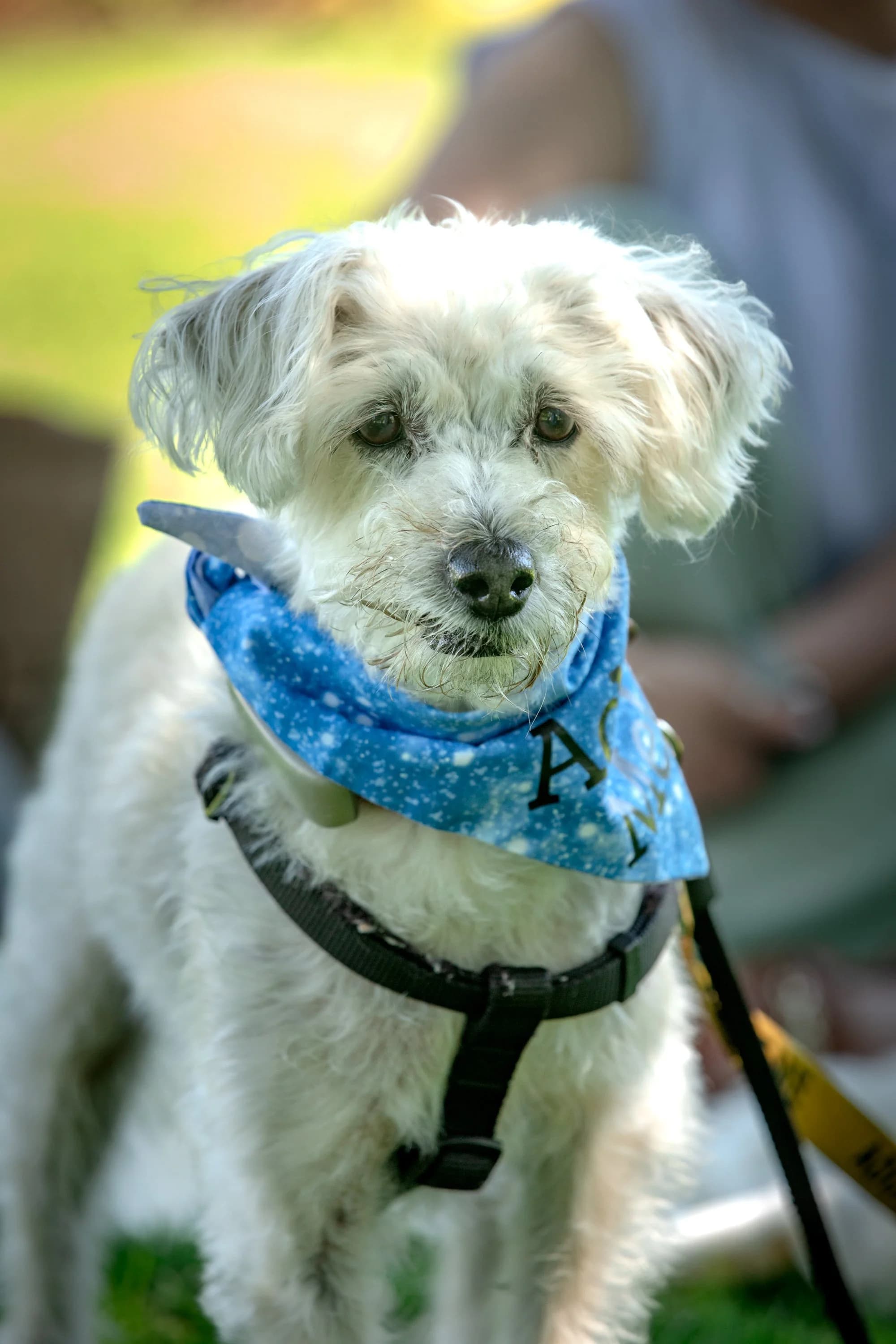 Fredy - Mixed available for adoption in Calgary