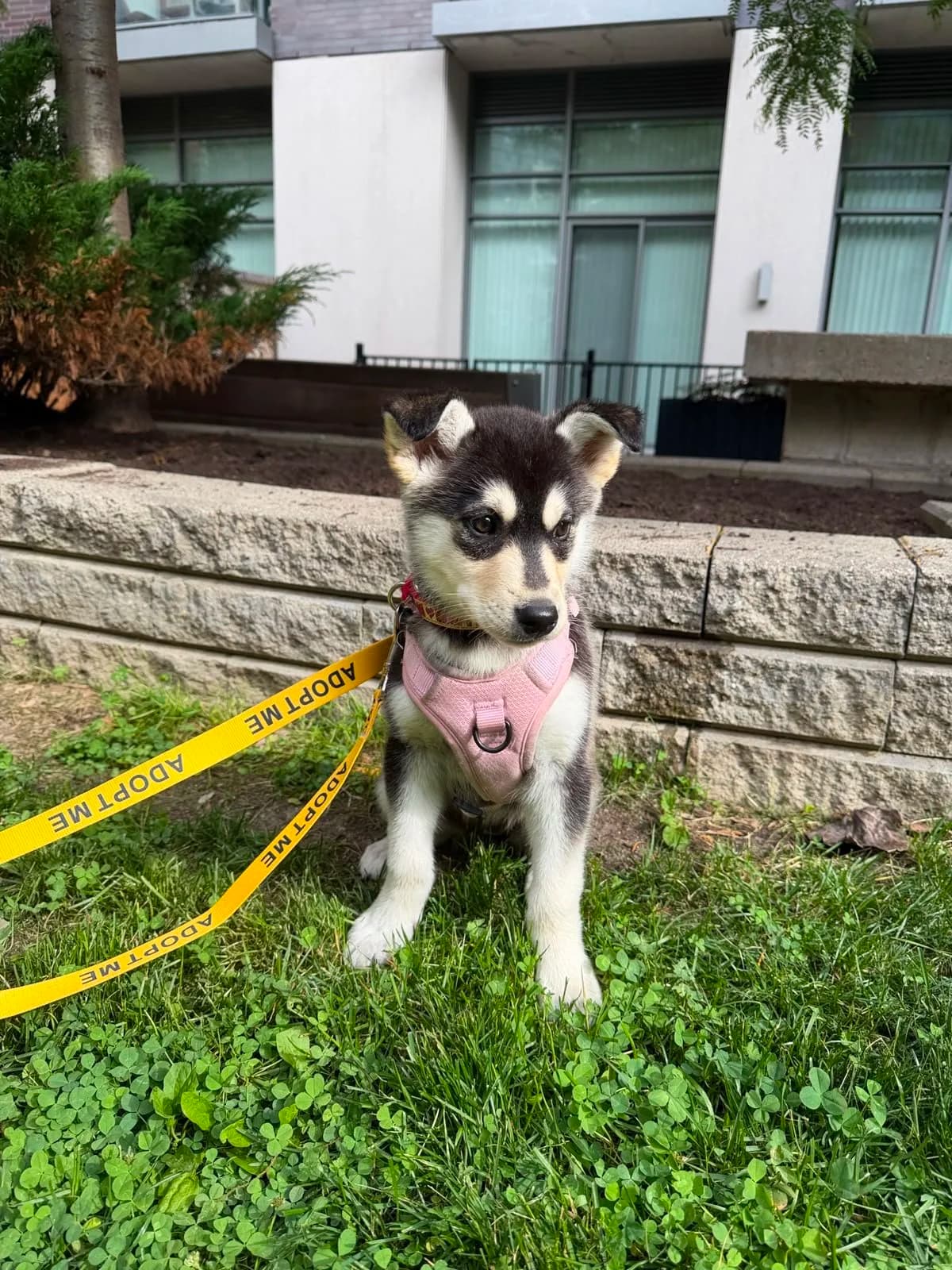 Wren - Husky Mix available for adoption at Fetch + Releash in Toronto
