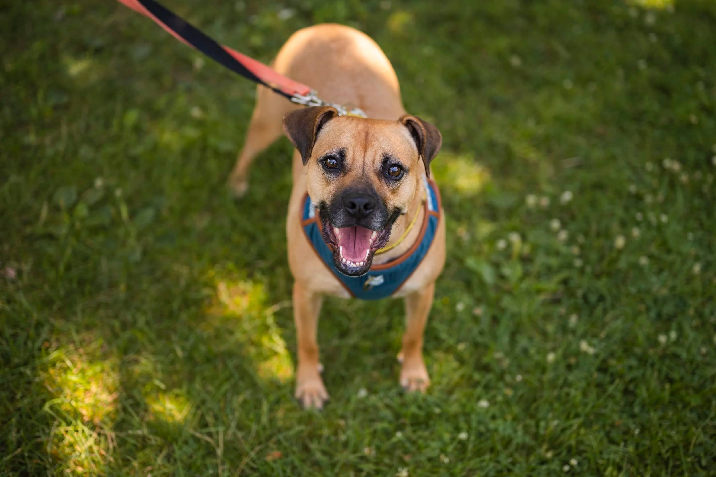 Lua - Boxer Mix available for adoption