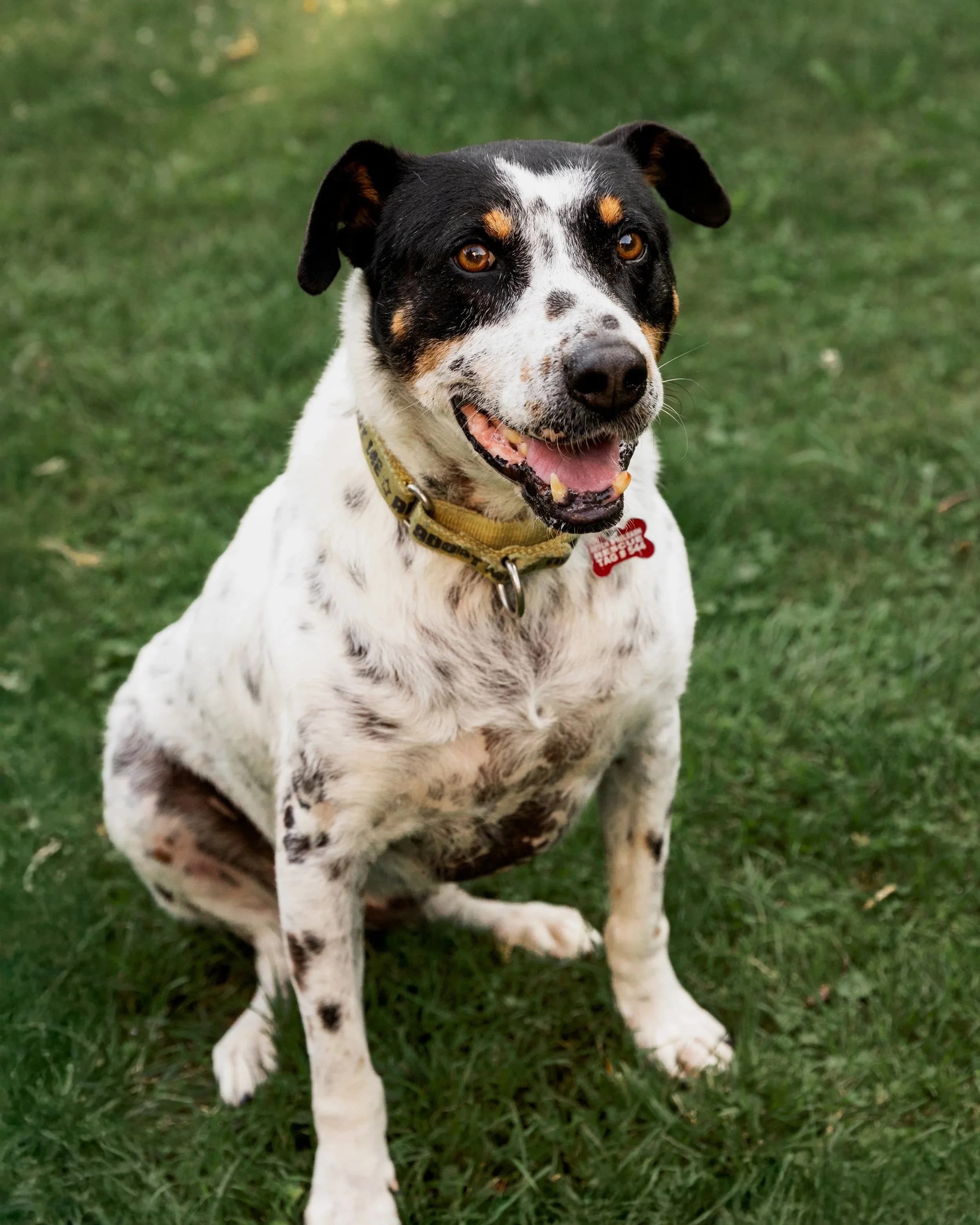 Kiko - Mixed Breed available for adoption in Calgary