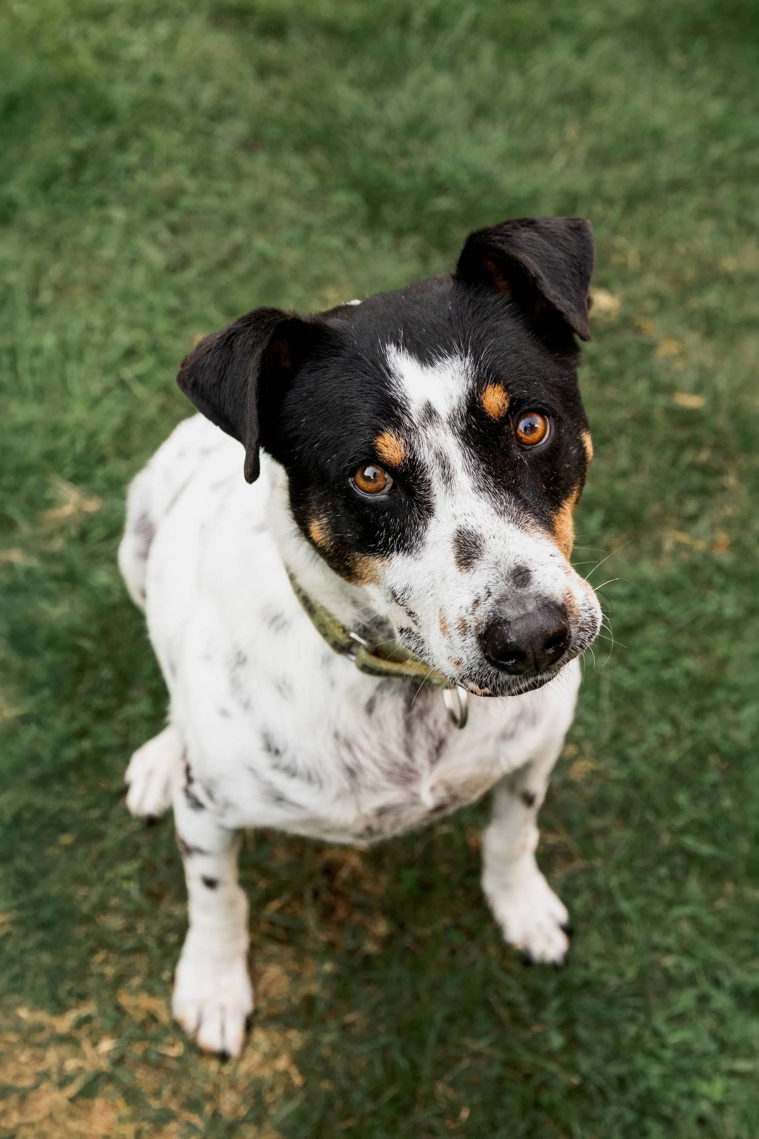 Kiko - Mixed Breed available for adoption in Calgary