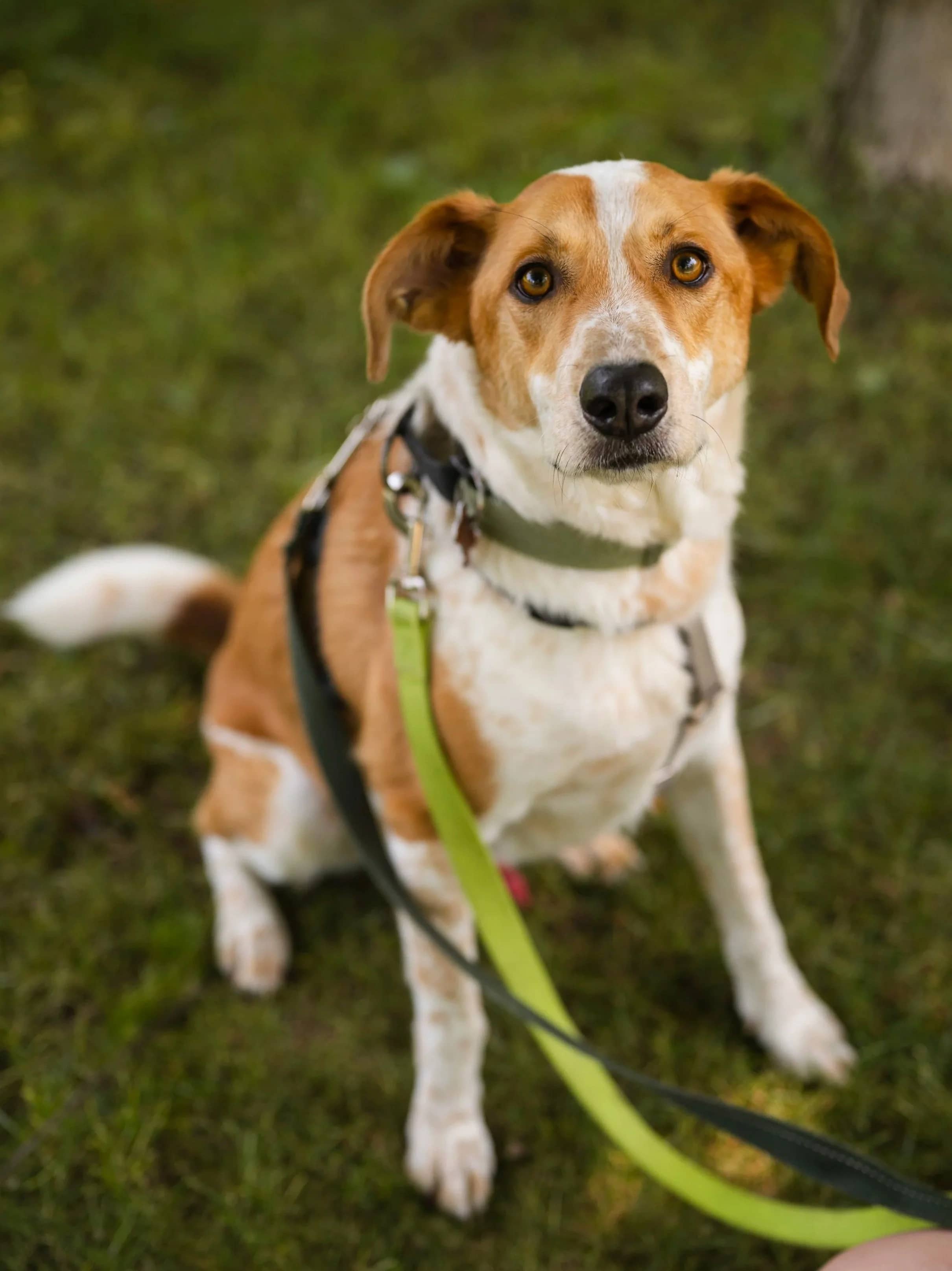 Dexter - Australian Cattle Dog Mix available for adoption in Ontario