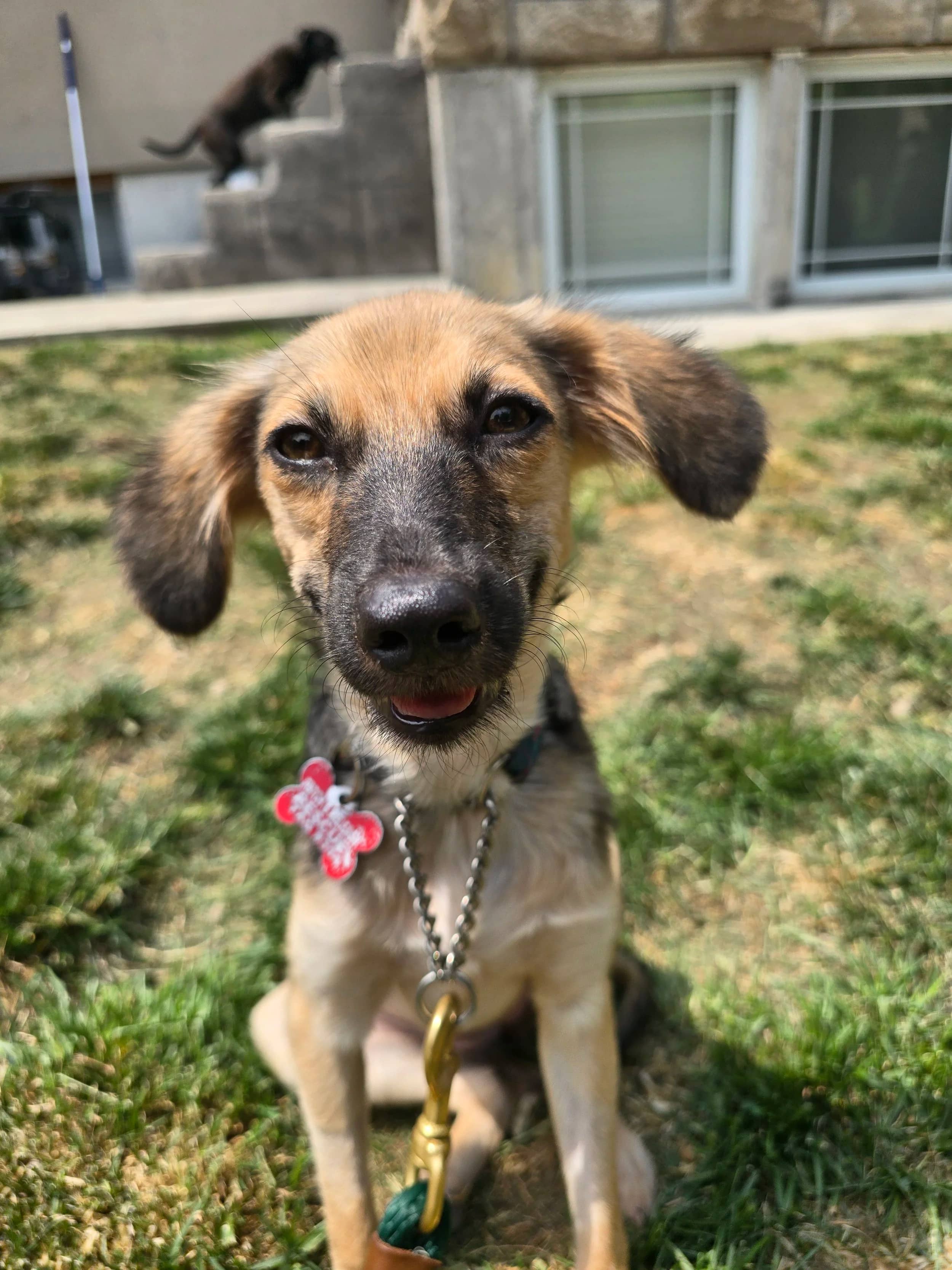 Trudy - Mixed Breed available for adoption
