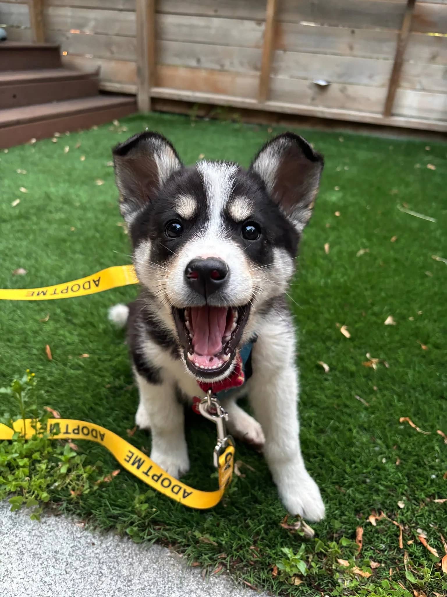 Lottie - Husky Mix available for adoption