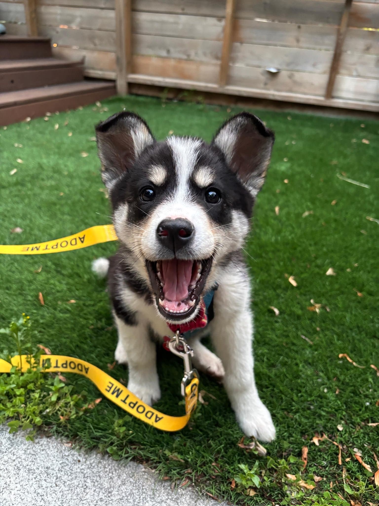 Lottie - Husky Mix available for adoption at Fetch + Releash in Toronto