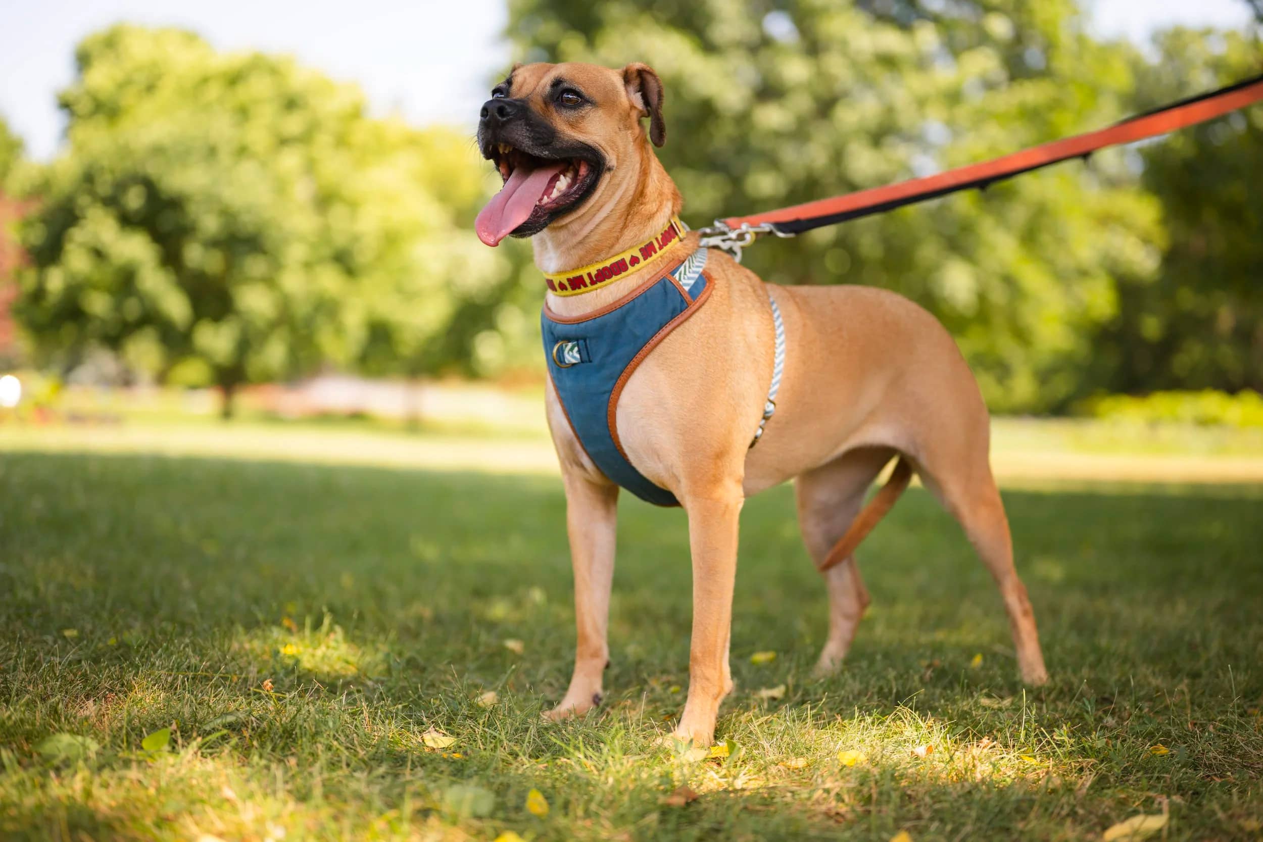 Lua - Boxer Mix available for adoption