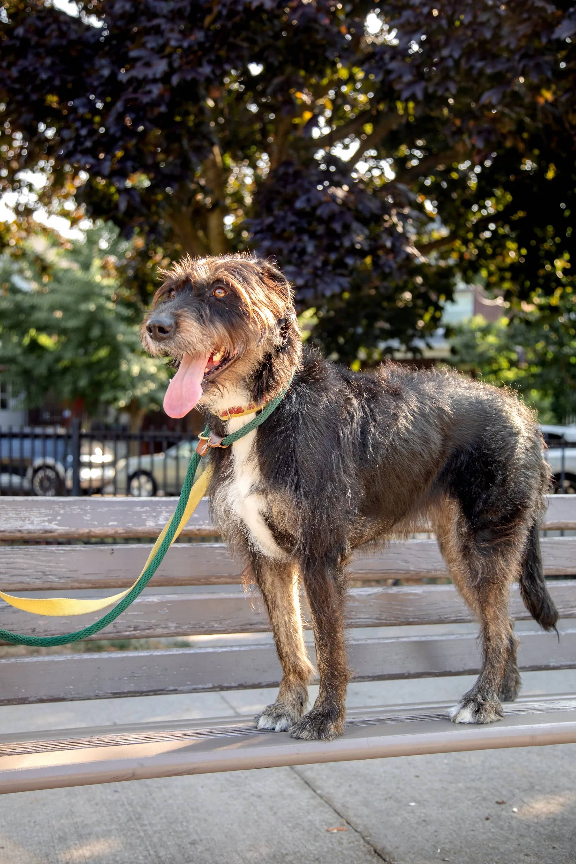 Kika - Terrier Mix available for adoption in Ontario