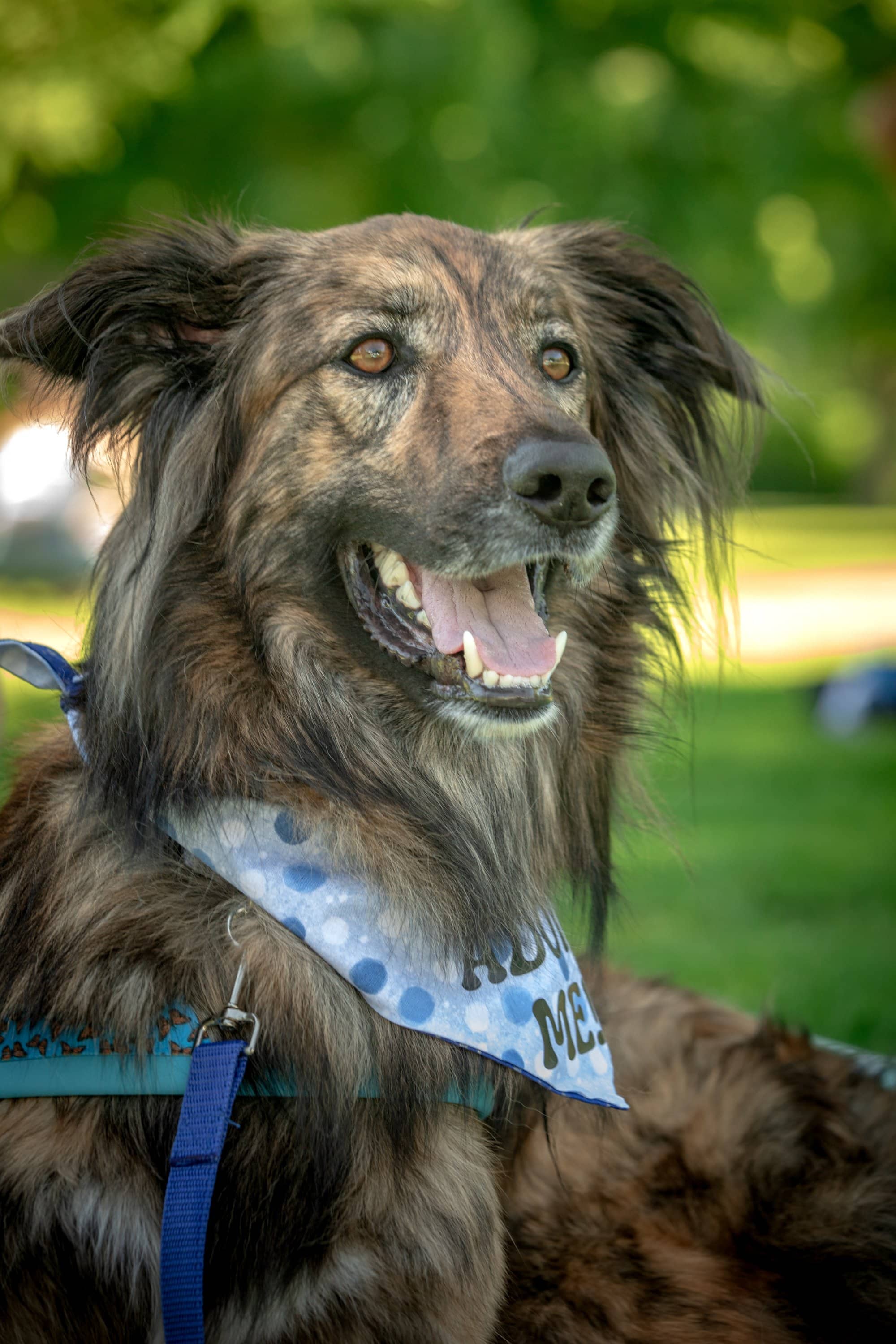 Cosmo - Australian Shepherd/Labrador available for adoption
