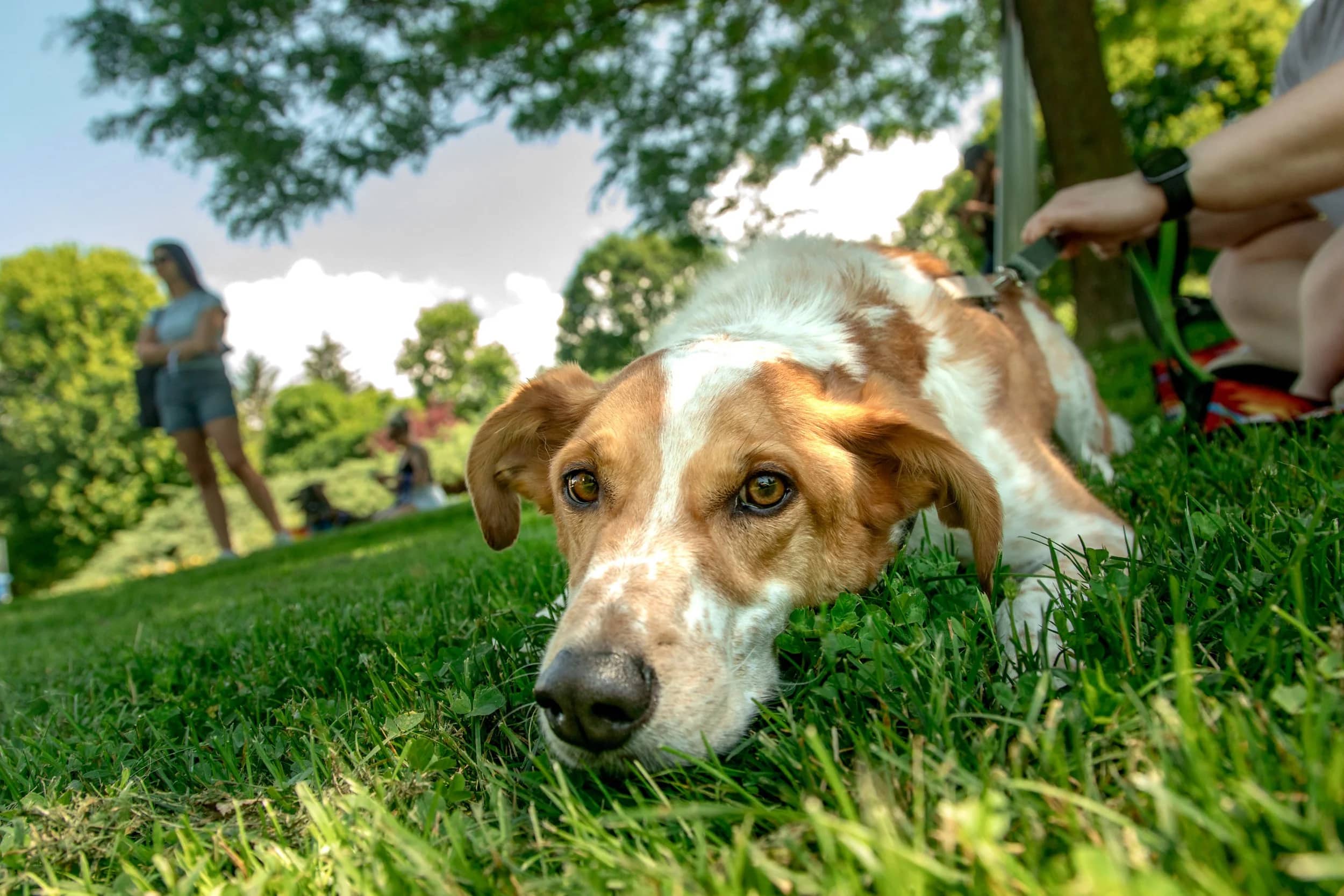 Dexter - Australian Cattle Dog Mix available for adoption in Ontario