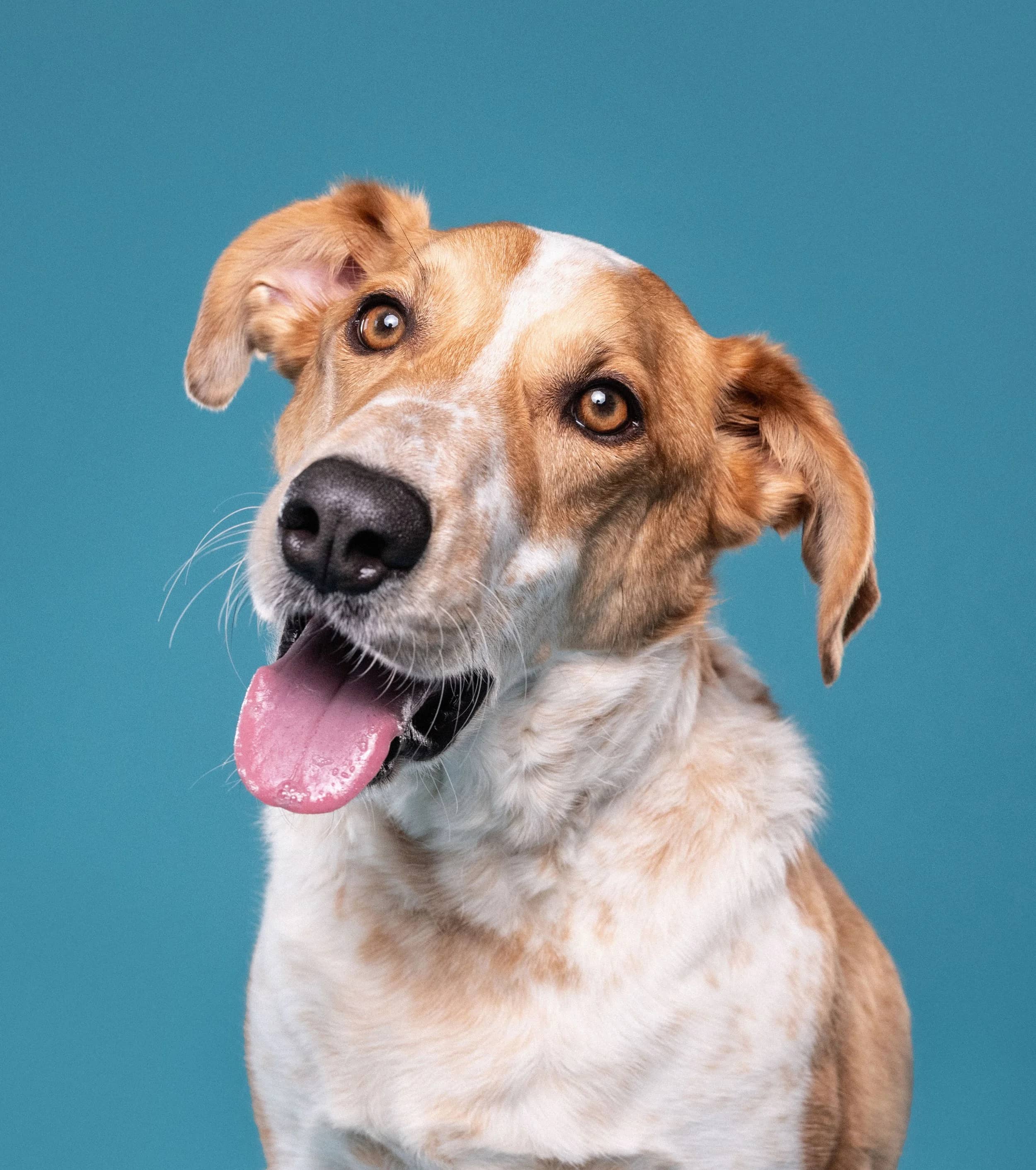 Dexter - Australian Cattle Dog Mix available for adoption