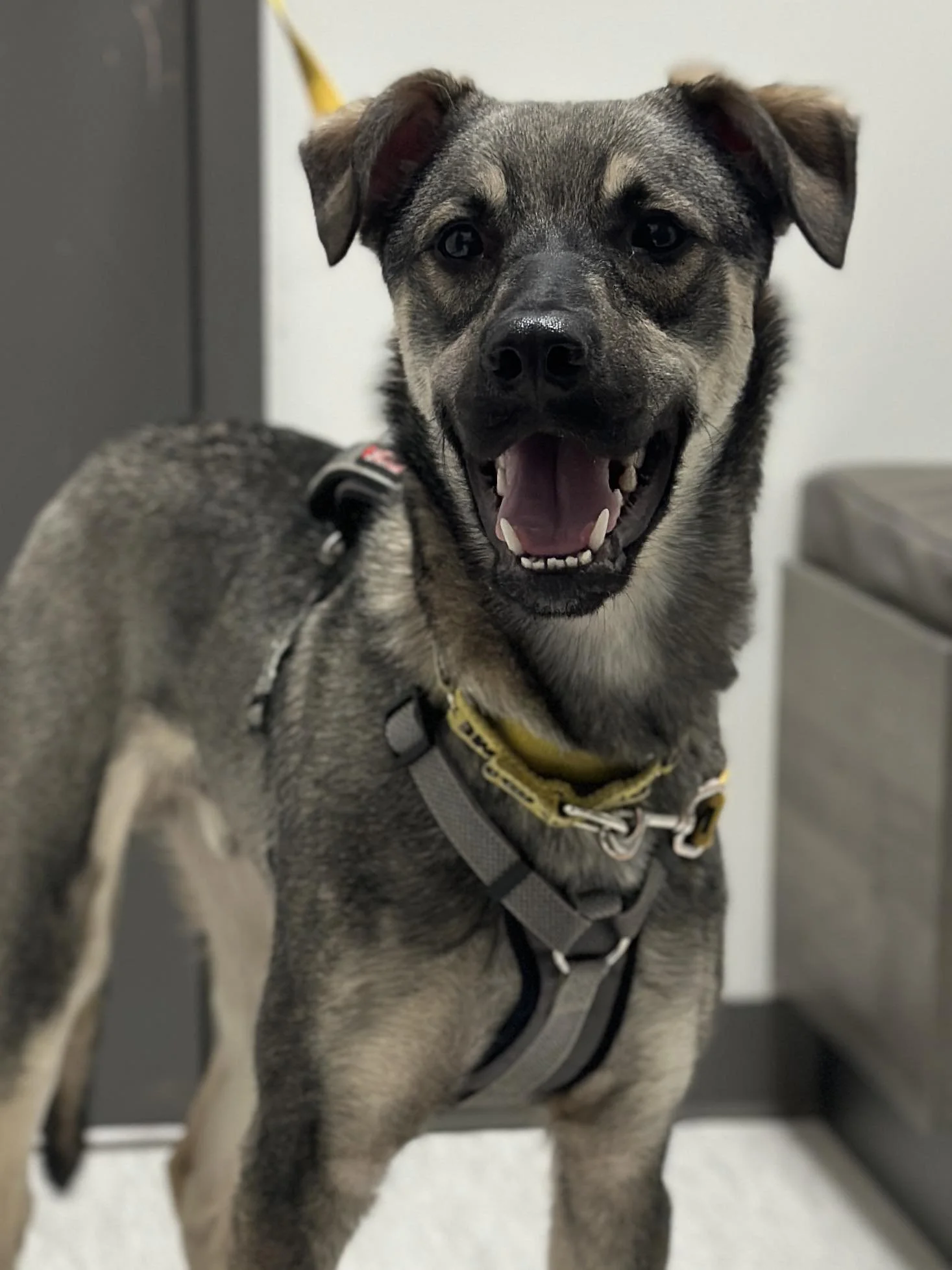 Mavi - Shepherd Mix available for adoption in Calgary