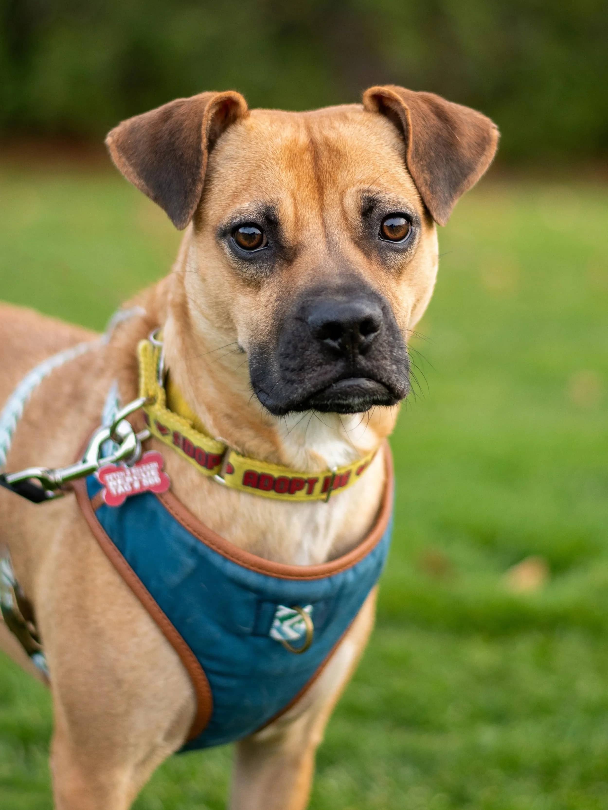 Lua - Boxer Mix available for adoption in Ontario
