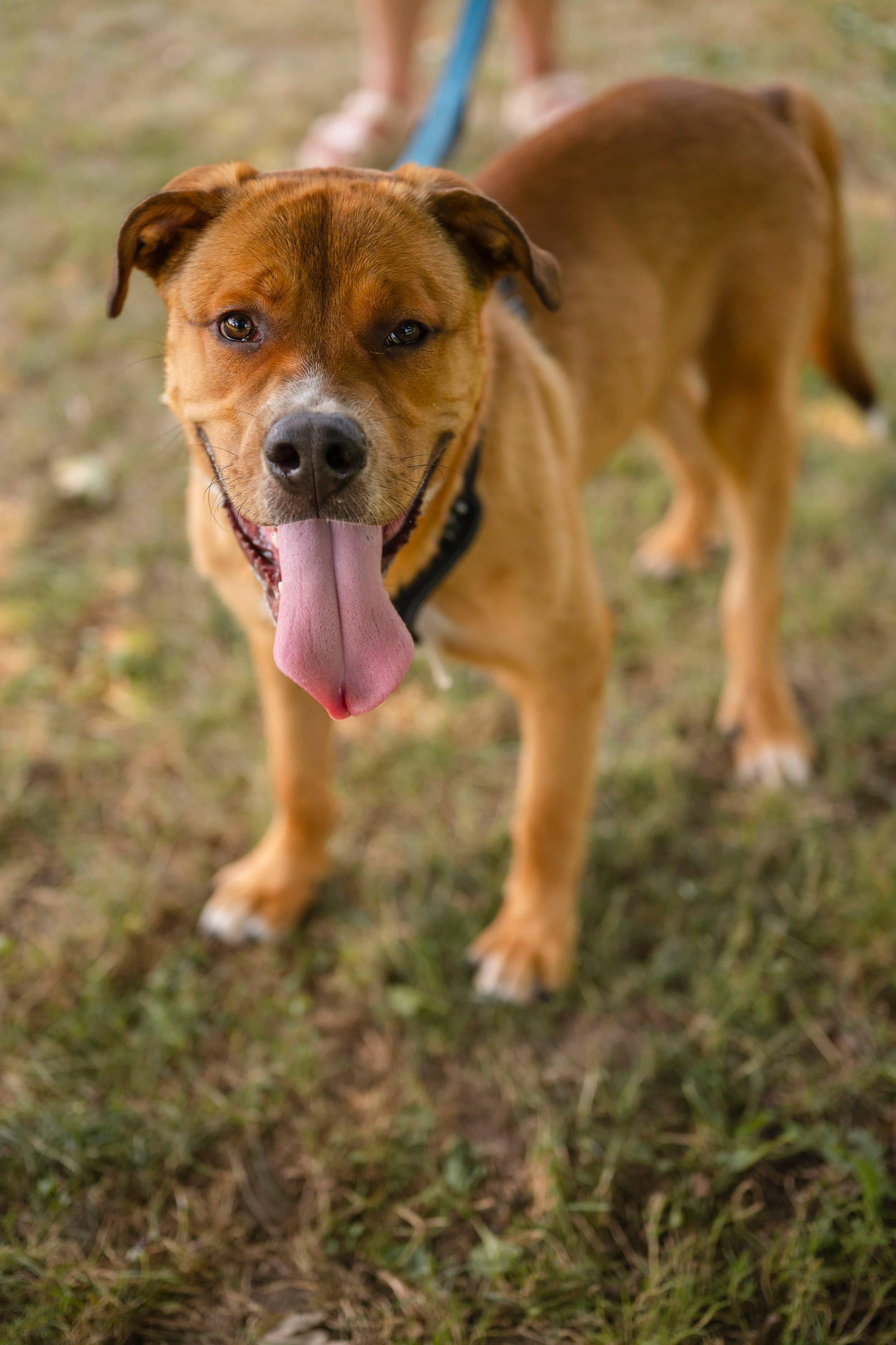 Kyle - Good with Older Kids available for adoption