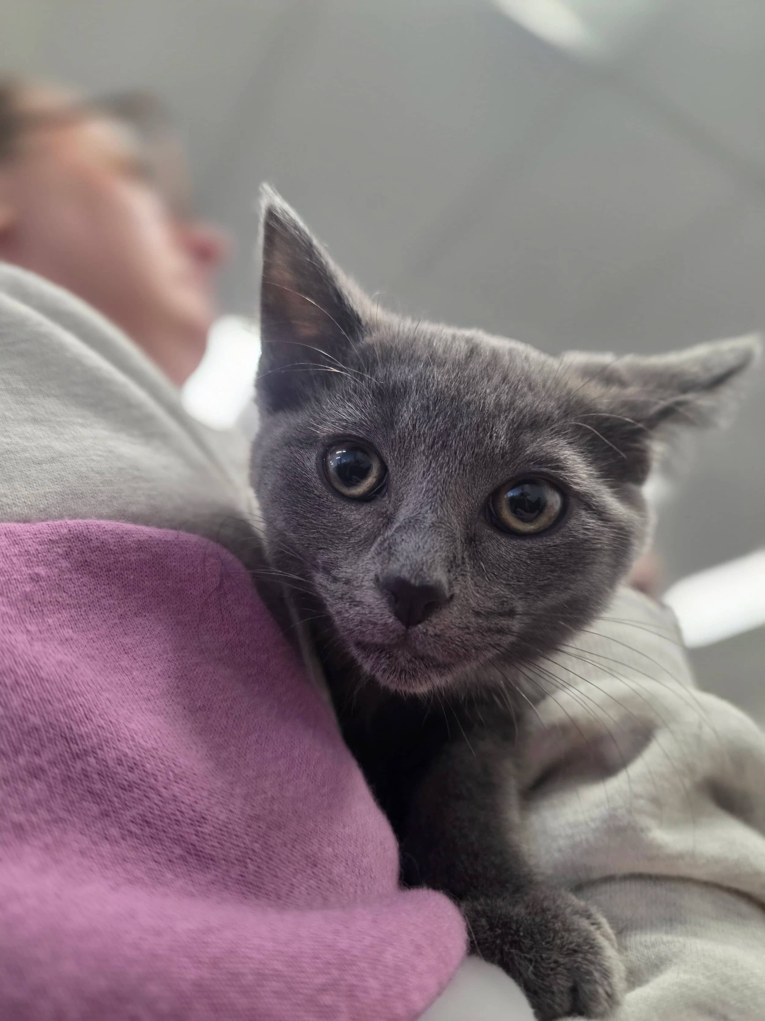 Sky - Domestic Short Hair cat available for adoption at SCAT Street Cat Rescue Program in Saskatoon