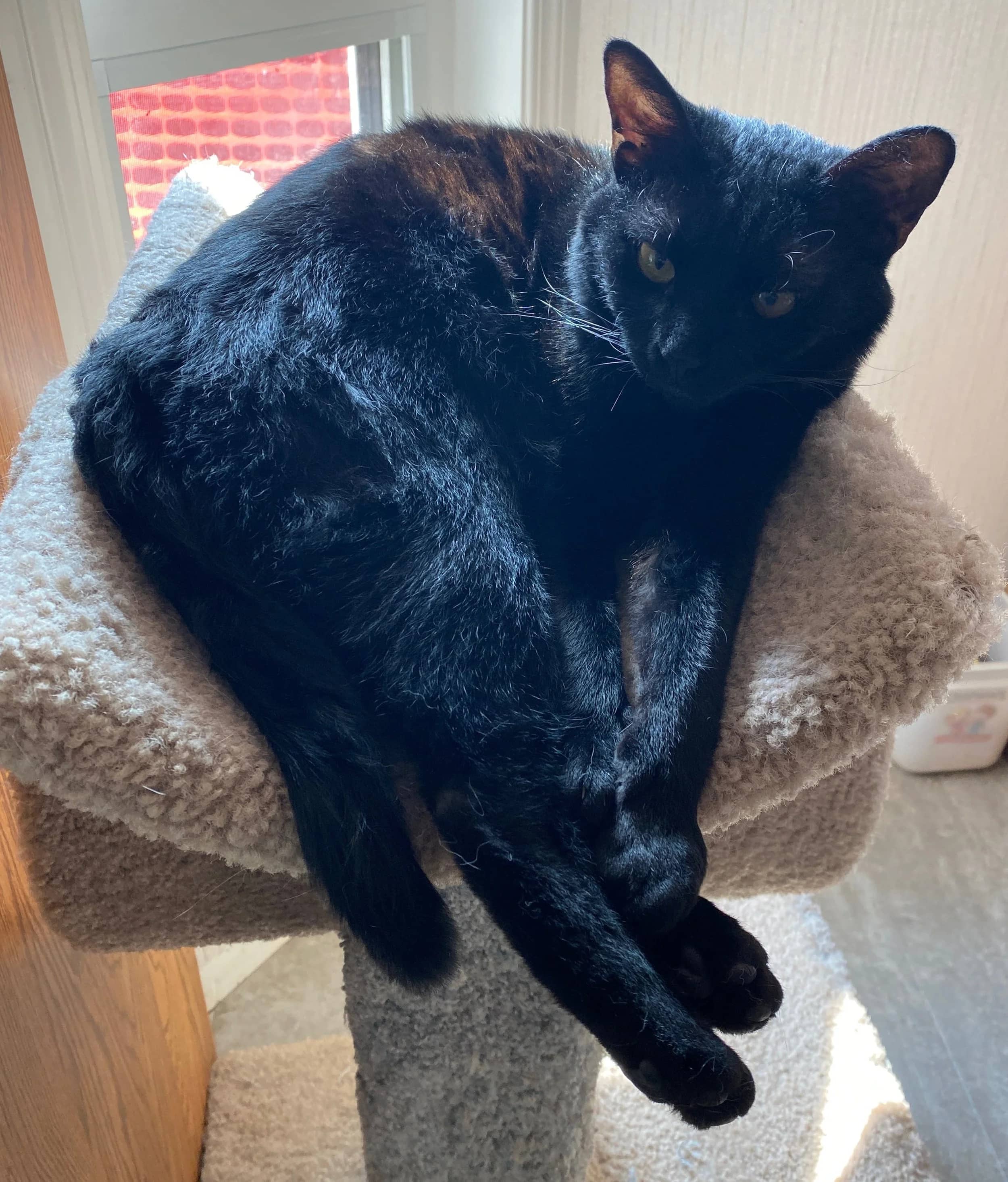 TikTok - Domestic Short Hair available for adoption