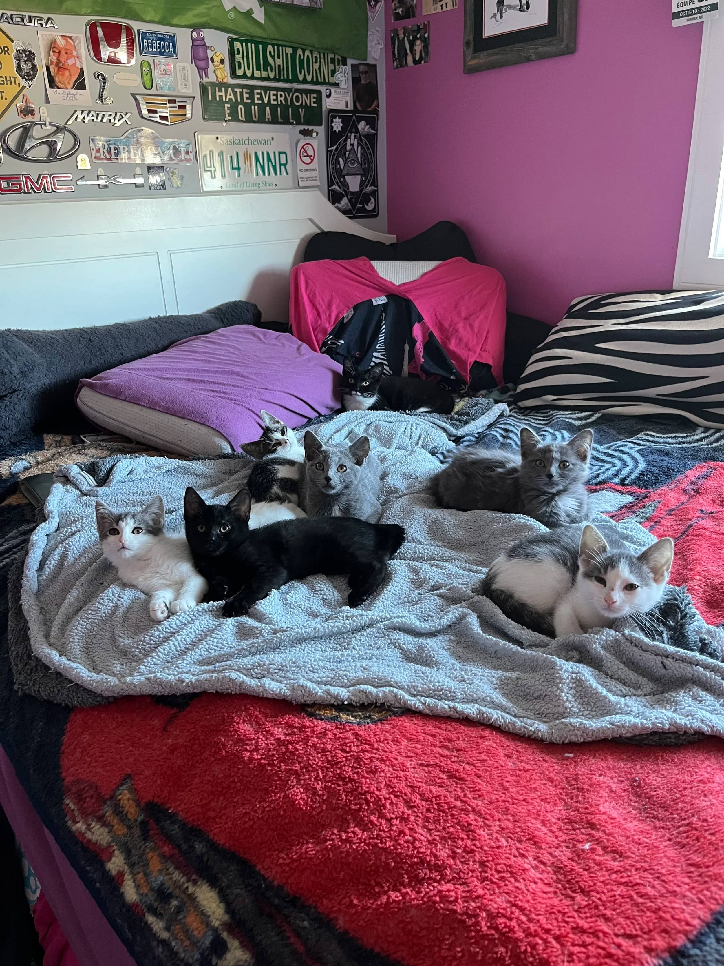 Audi - Domestic Short Hair cat available for adoption at SCAT Street Cat Rescue Program in Saskatoon