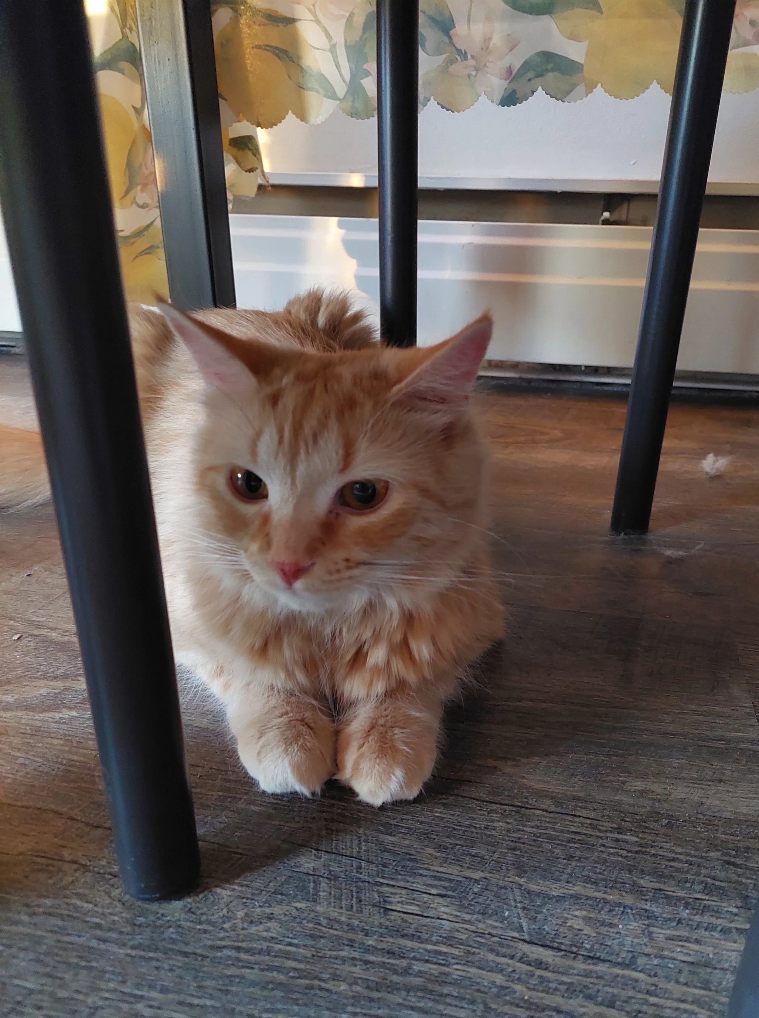 Kiki - Domestic Medium Hair cat available for adoption at SCAT Street Cat Rescue Program in Saskatoon