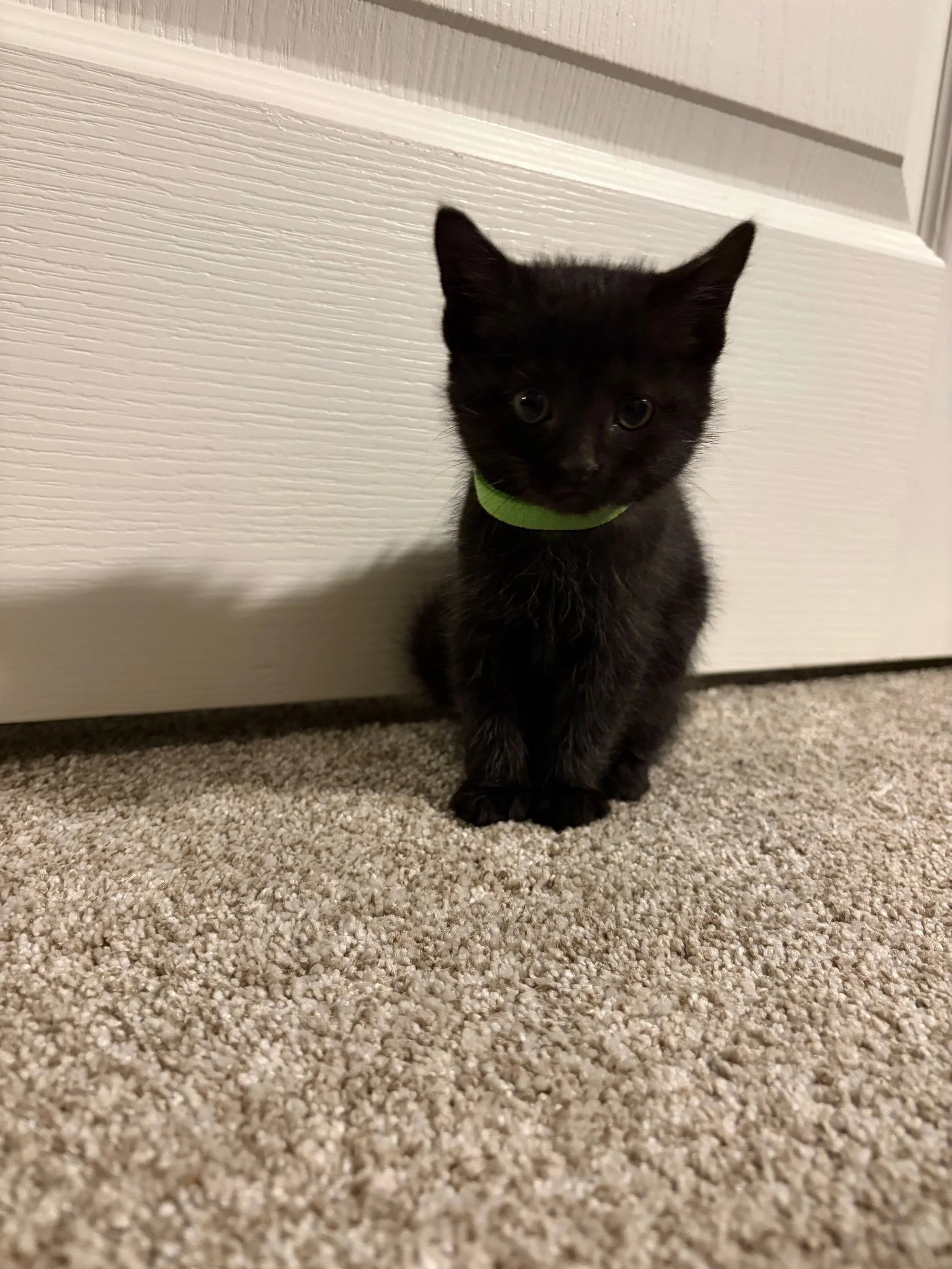 Tinkerbelle - Domestic Short Hair cat available for adoption at SCAT Street Cat Rescue Program in Saskatoon