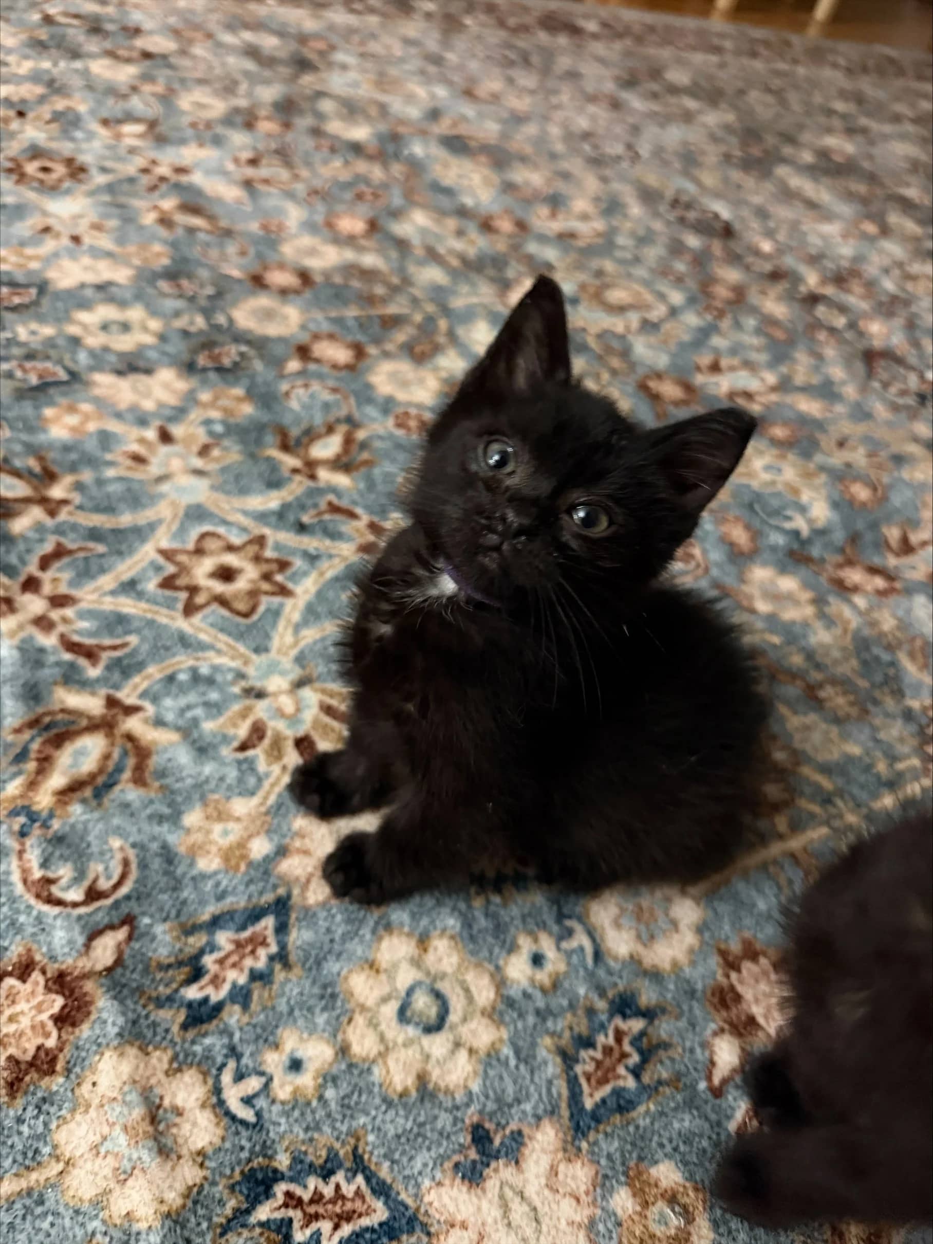 Zuko - Domestic Short Hair cat available for adoption at SCAT Street Cat Rescue Program in Saskatoon