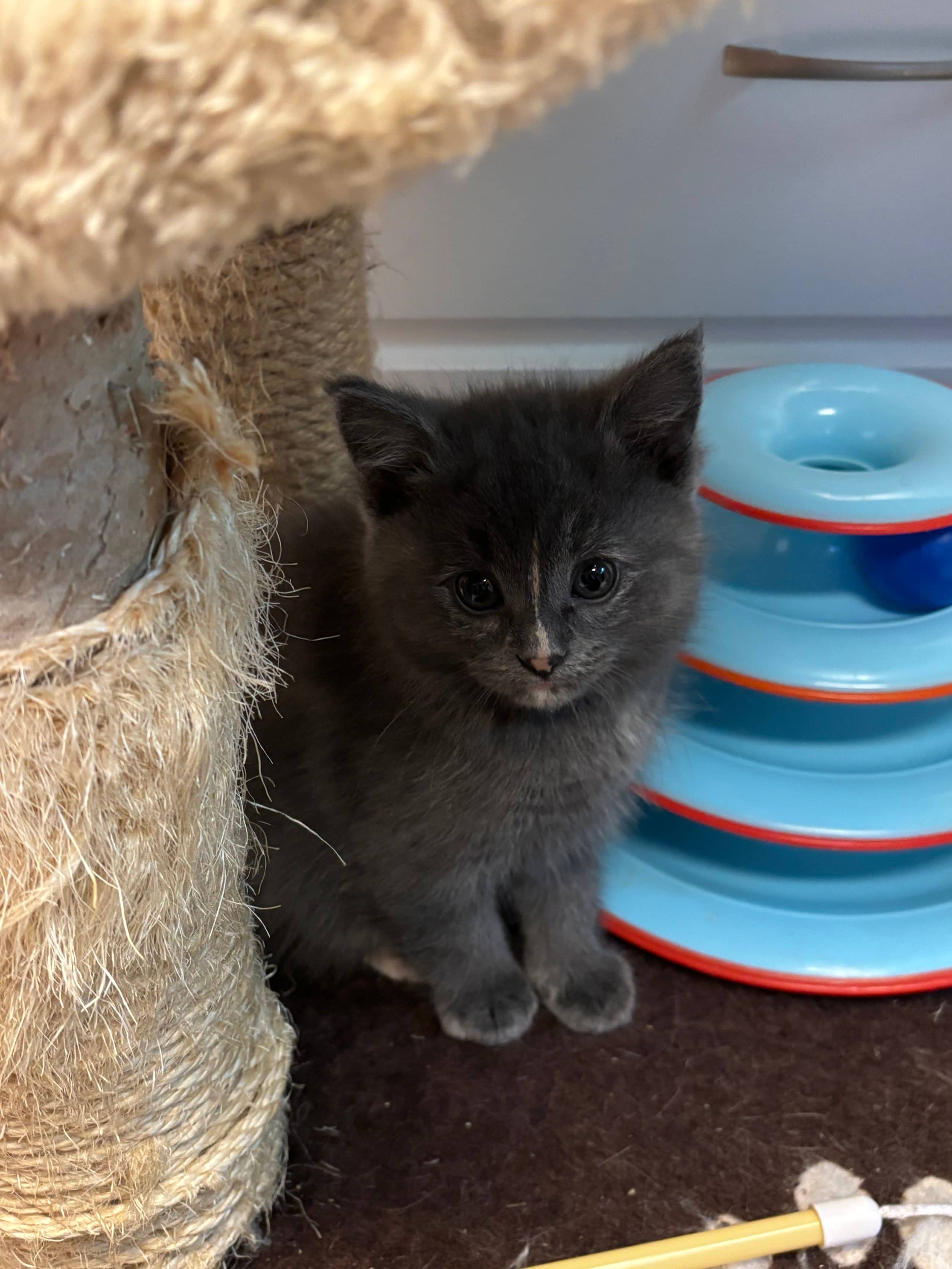 Hissy - Domestic Short Hair cat available for adoption at SCAT Street Cat Rescue Program in Saskatoon