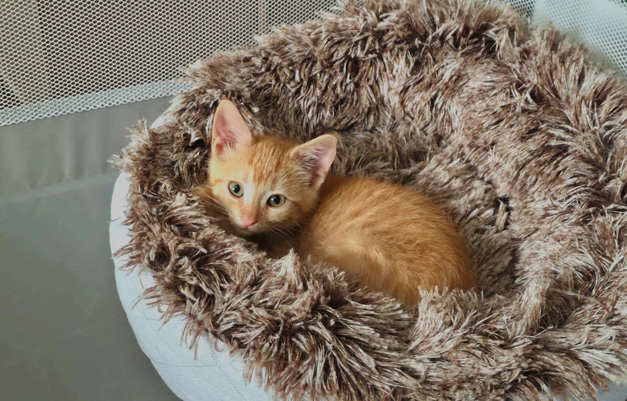 Urchin - Domestic Short Hair cat available for adoption at SCAT Street Cat Rescue Program in Saskatoon