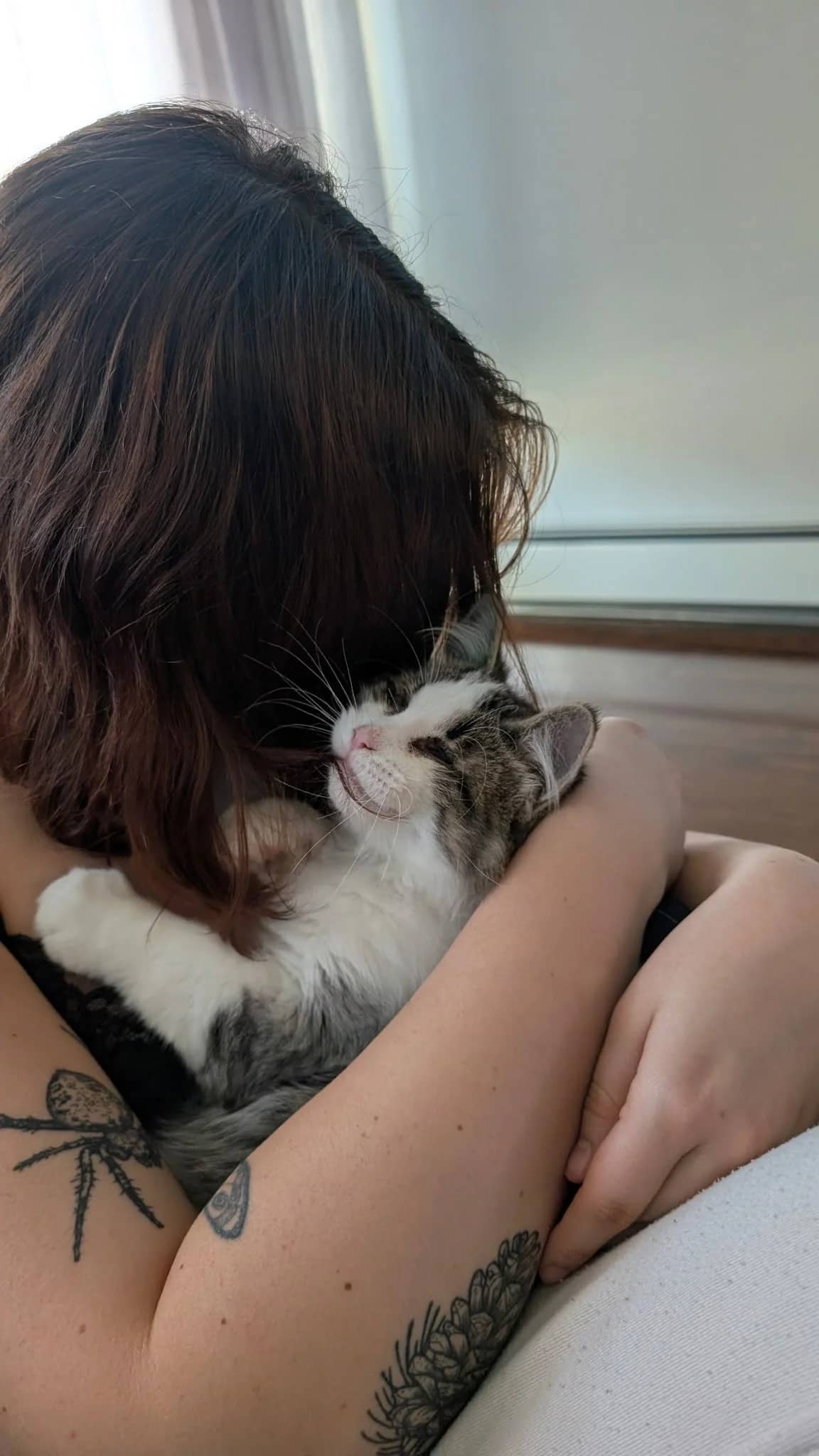 Dally - Domestic Long Hair cat available for adoption at SCAT Street Cat Rescue Program in Saskatoon