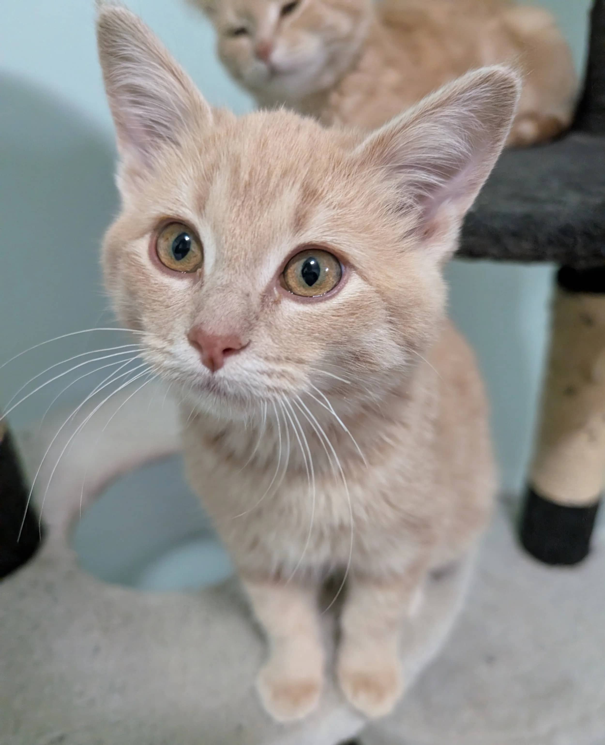 Oni - Domestic Short Hair cat available for adoption at SCAT Street Cat Rescue Program in Saskatoon