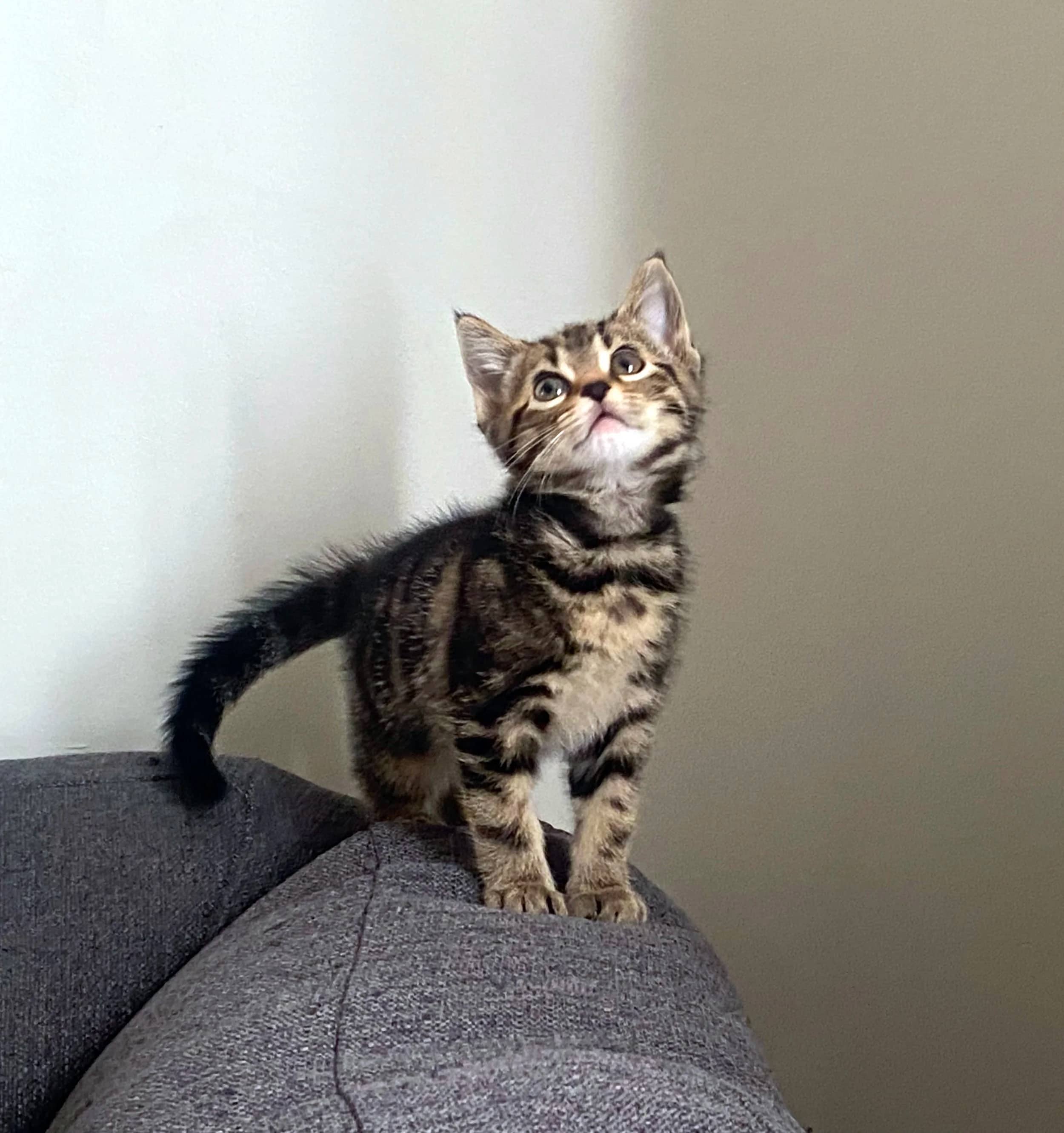 Cumin - Domestic Short Hair cat available for adoption at SCAT Street Cat Rescue Program in Saskatoon