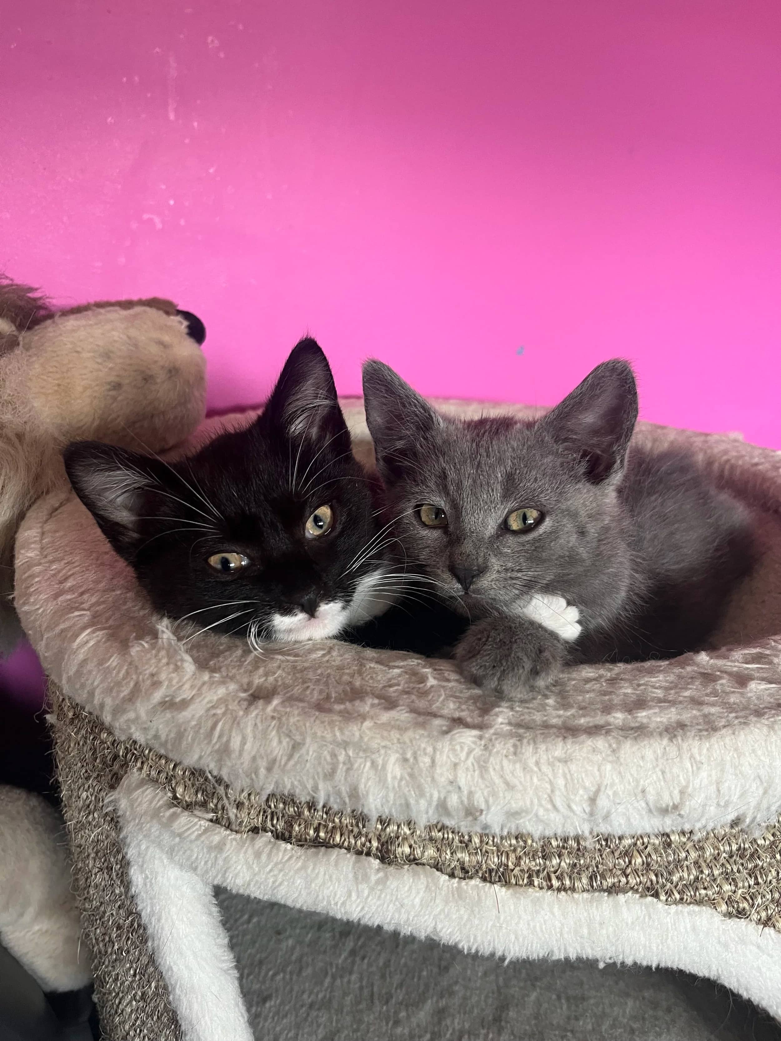 Altima - Domestic Medium Hair cat available for adoption at SCAT Street Cat Rescue Program in Saskatoon