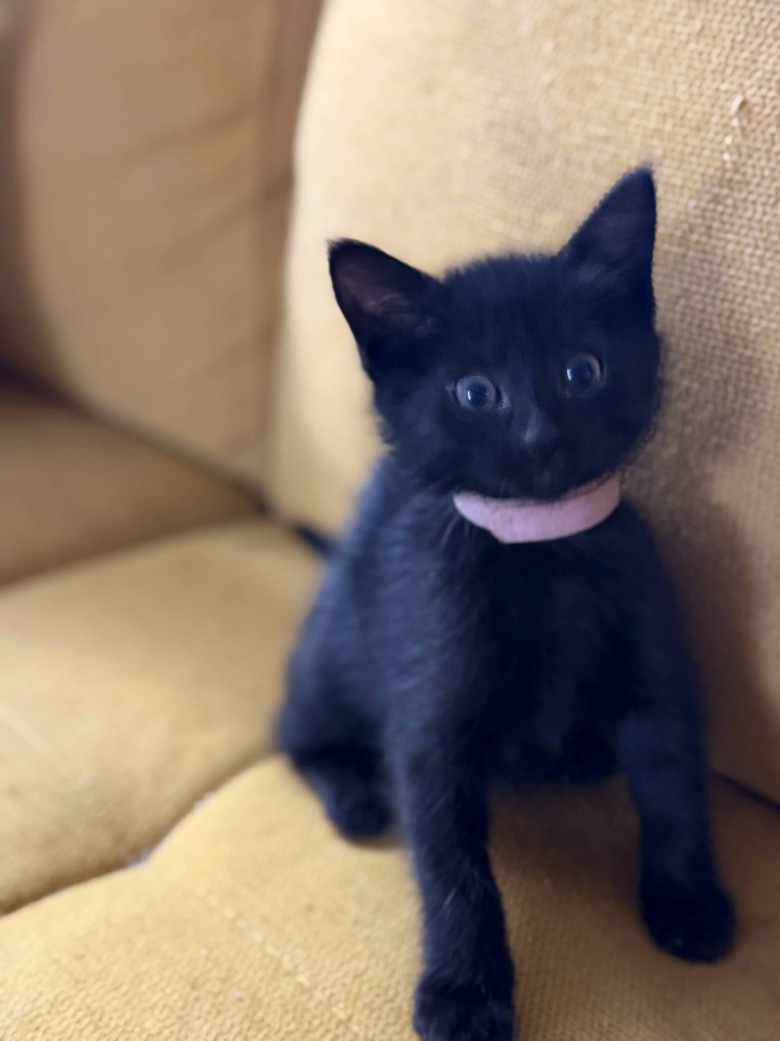 Zooble - Domestic Short Hair available for adoption