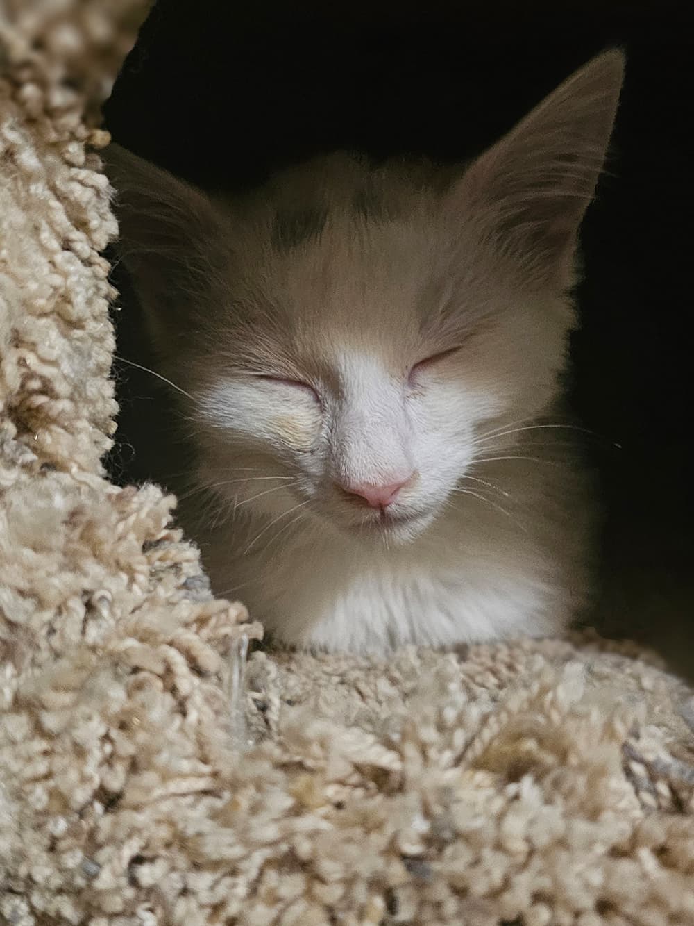 Scherzer - Domestic Short Hair cat available for adoption at SCAT Street Cat Rescue Program in Saskatoon