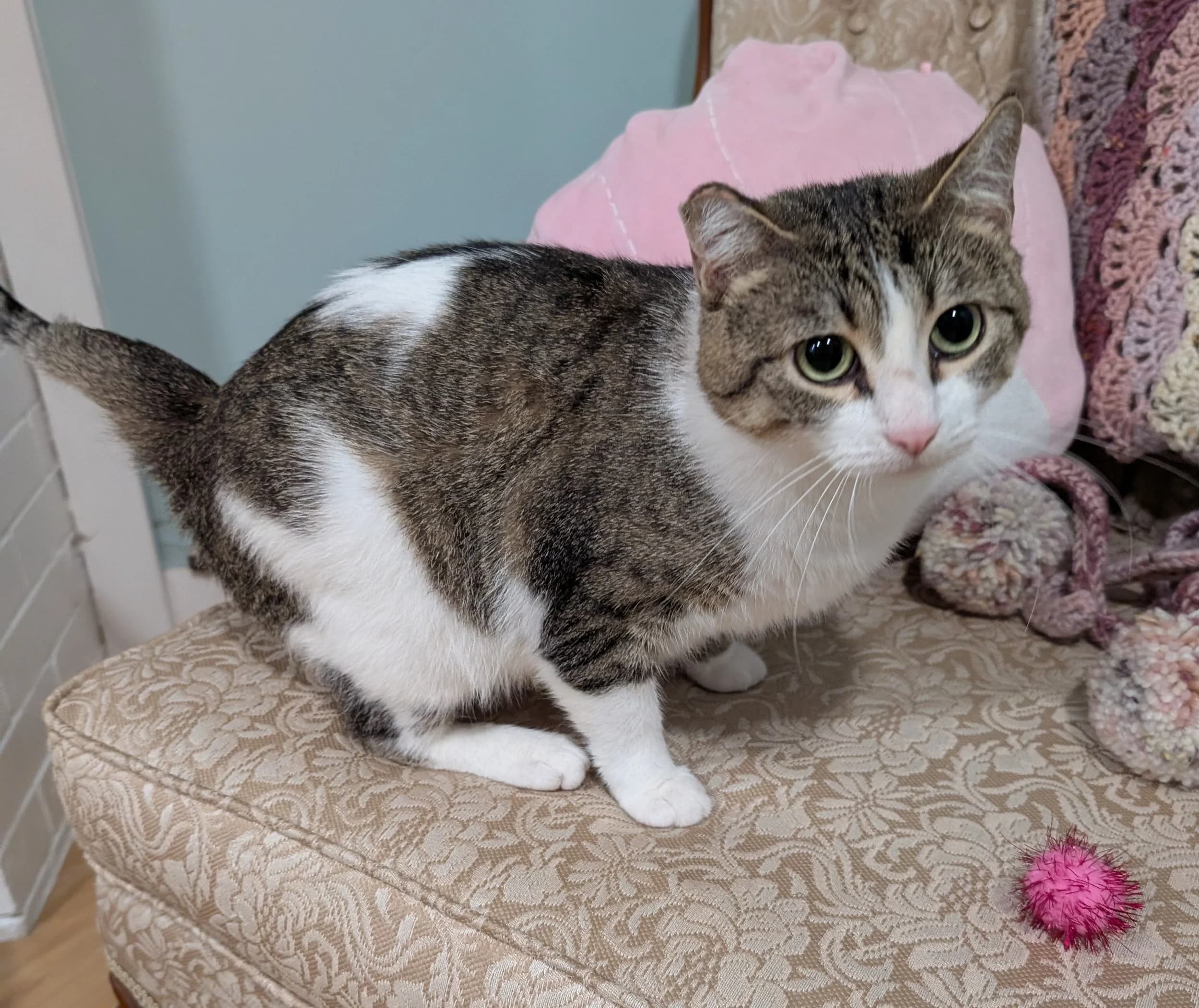Victoria - Domestic Short Hair cat available for adoption at SCAT Street Cat Rescue Program in Saskatoon