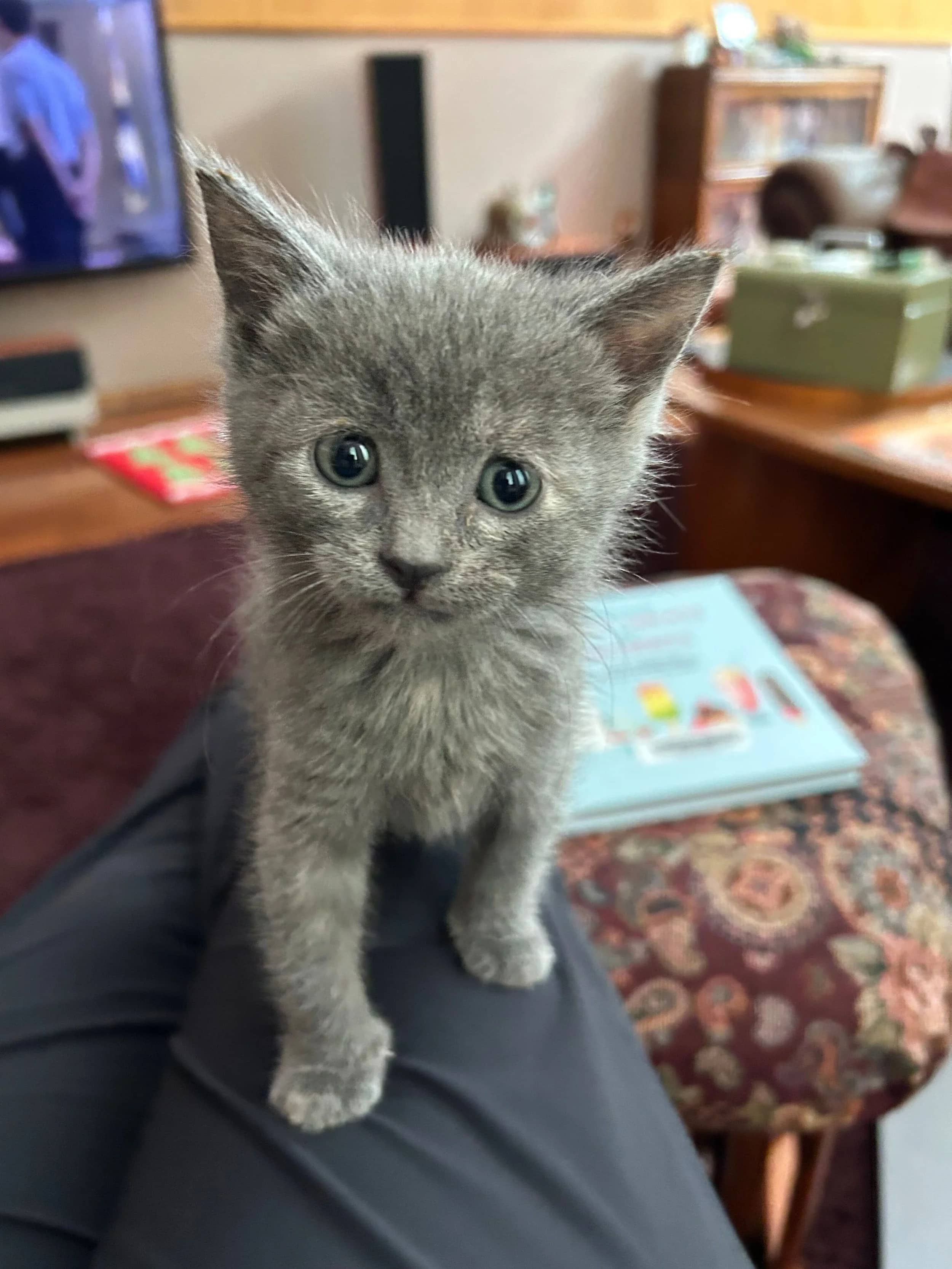 Elsie - Domestic Short Hair cat available for adoption in Calgary