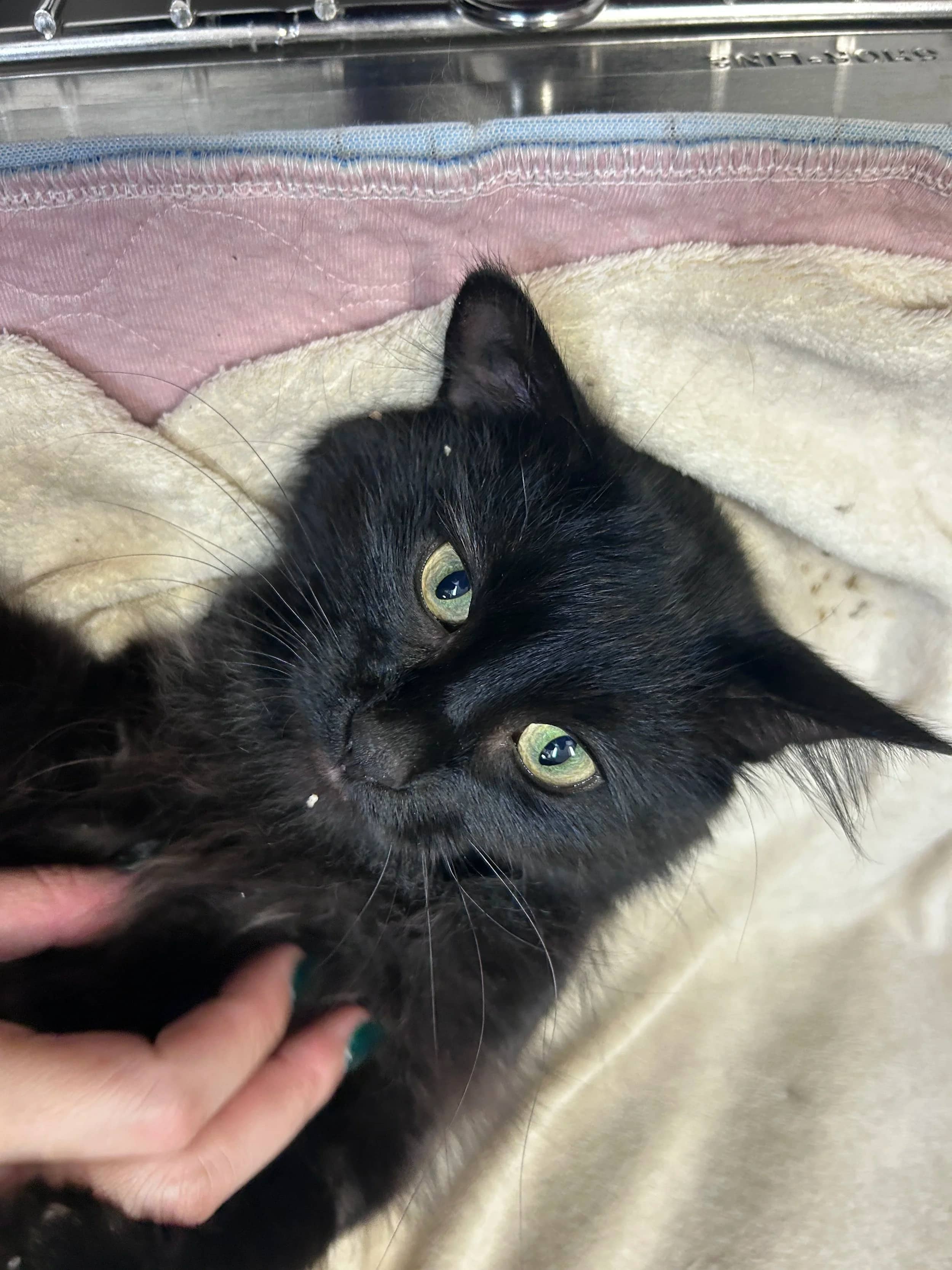 Xylazine - Domestic Long Hair cat available for adoption at SCAT Street Cat Rescue Program in Saskatoon