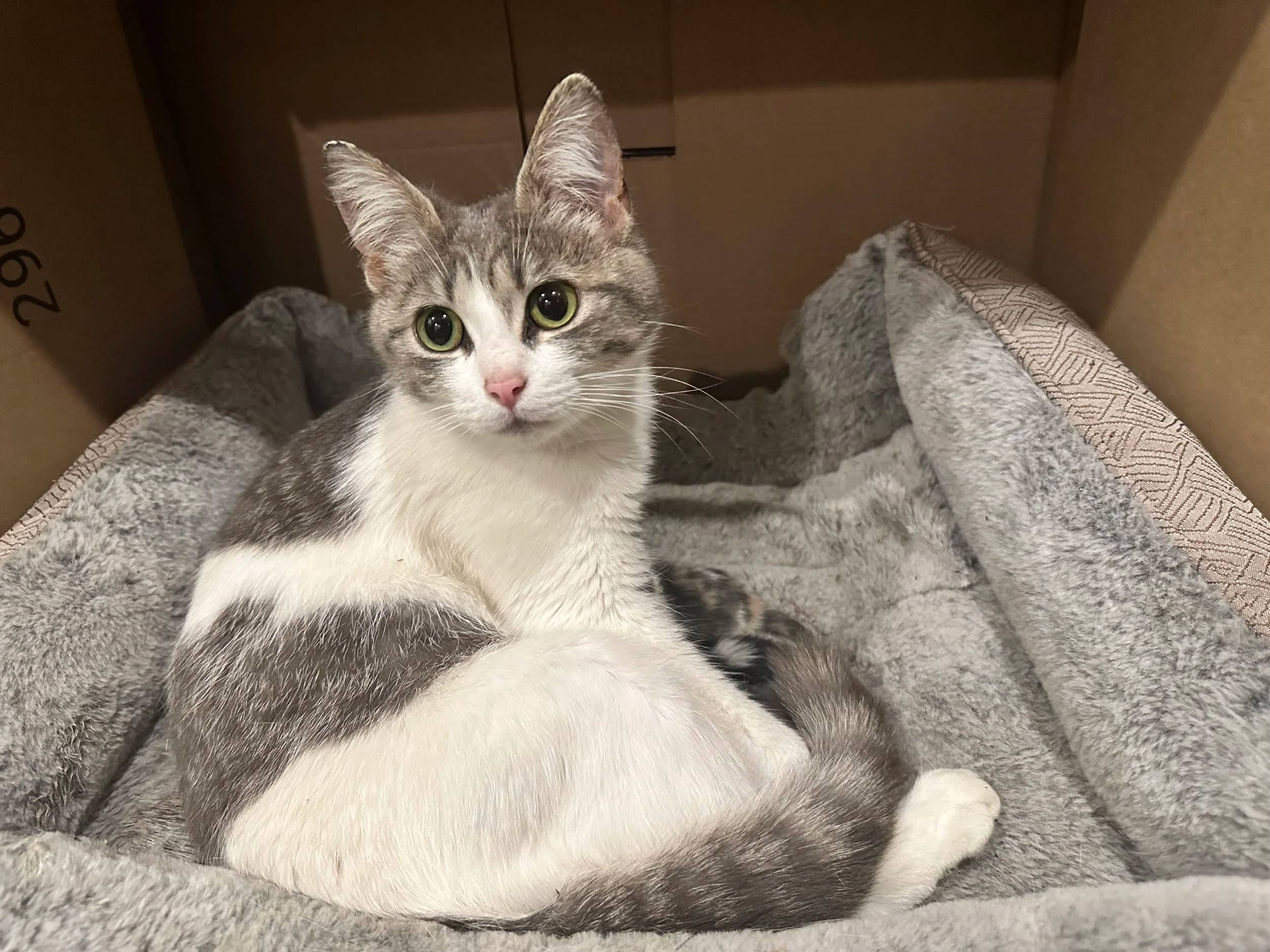 Daisie - Domestic Short Hair available for adoption