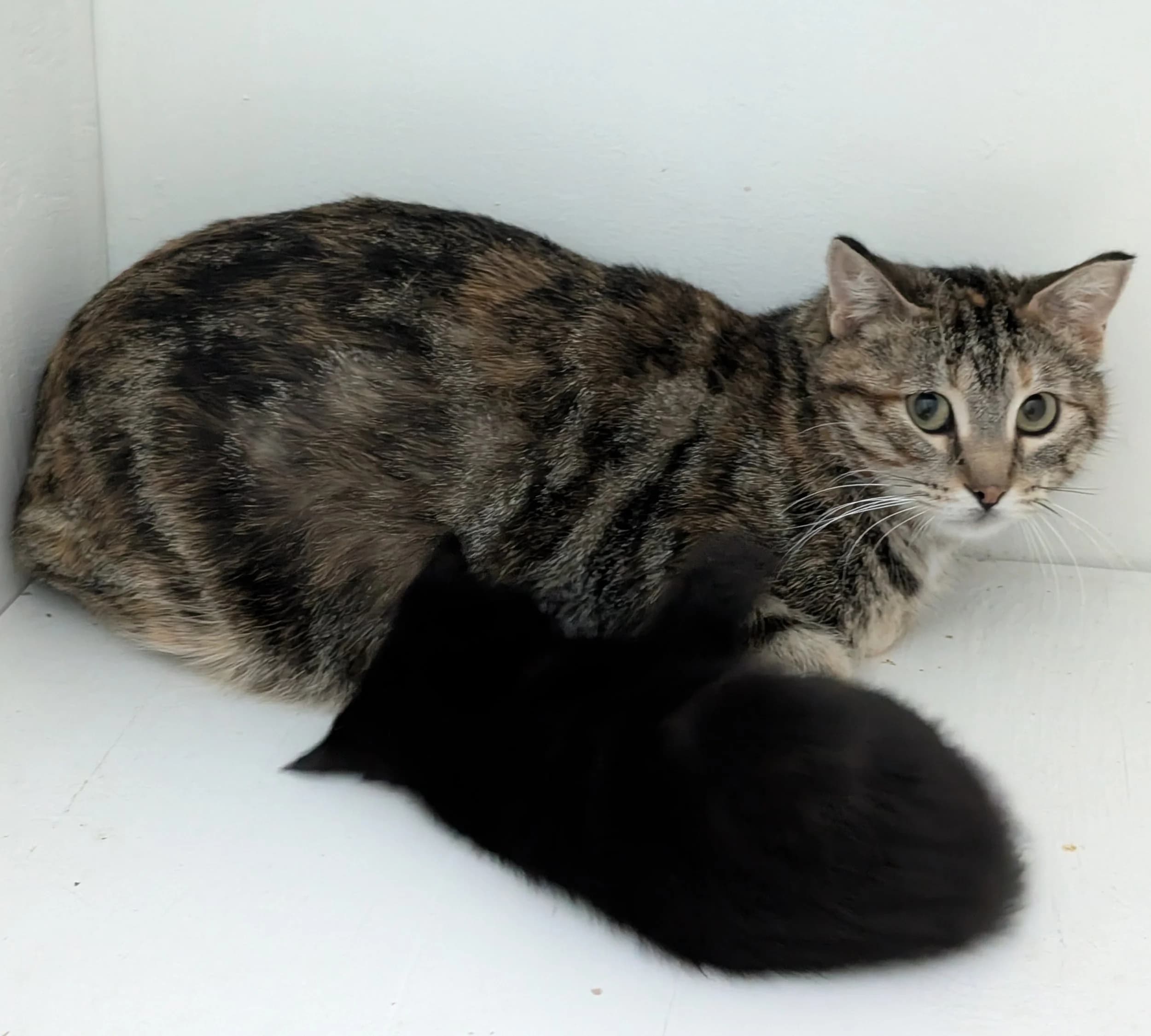 Hibiscus - Domestic Short Hair cat available for adoption at SCAT Street Cat Rescue Program in Saskatoon