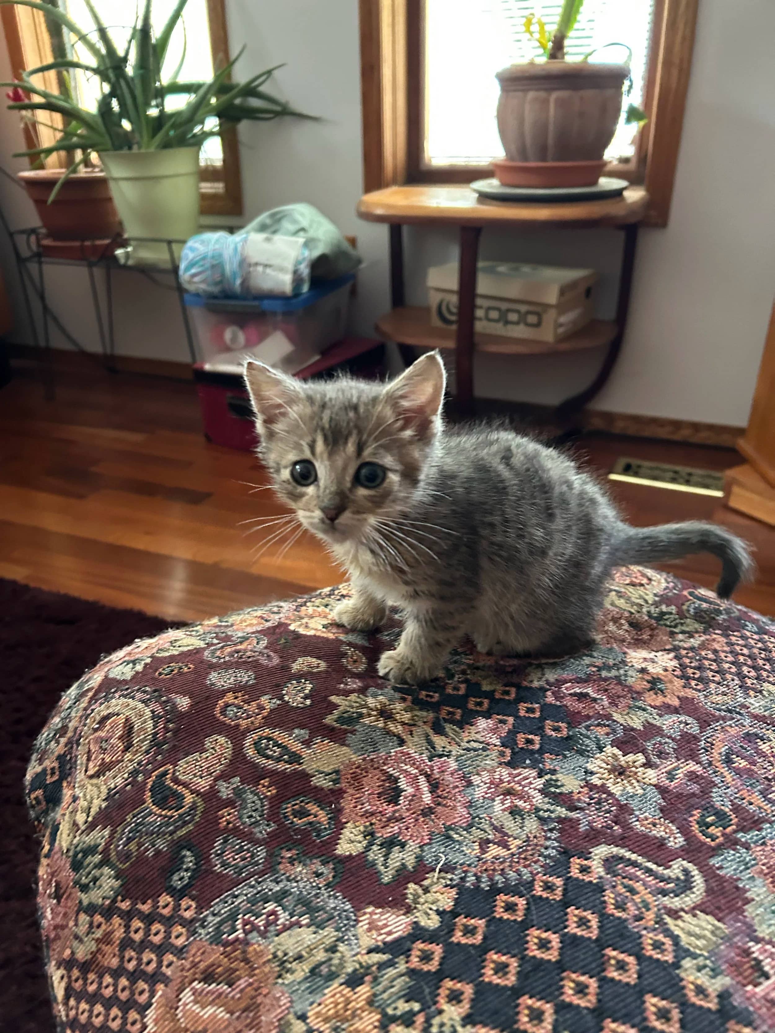 Ozzie - Domestic Short Hair available for adoption