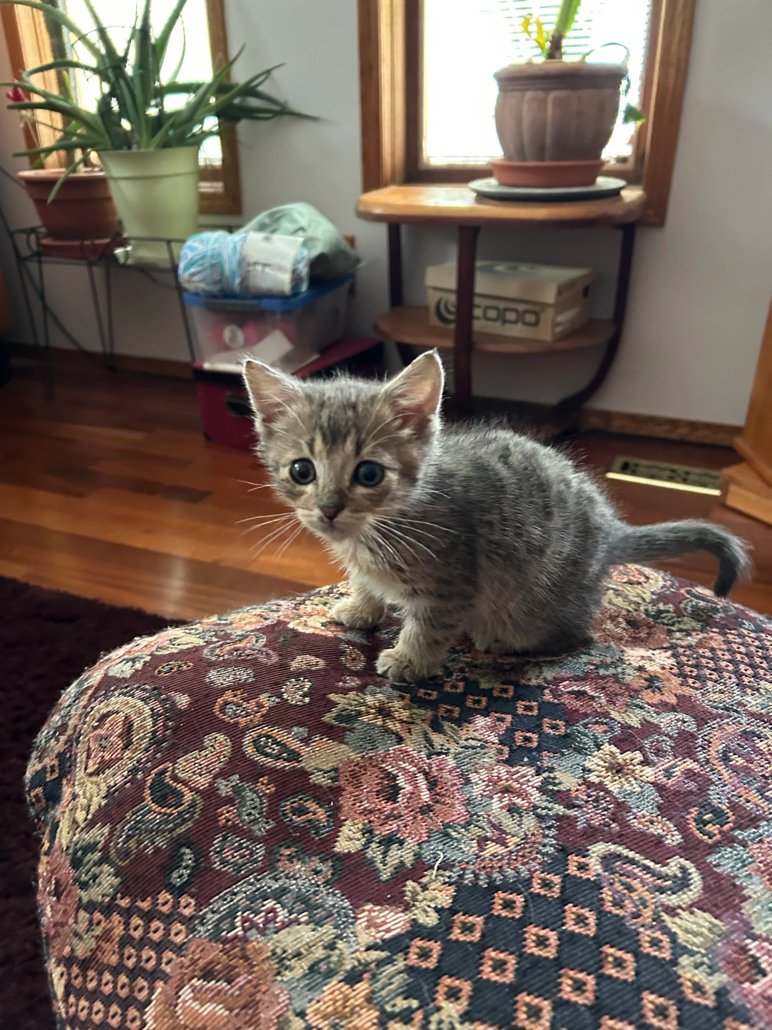 Ozzie - Domestic Short Hair cat available for adoption at SCAT Street Cat Rescue Program in Saskatoon